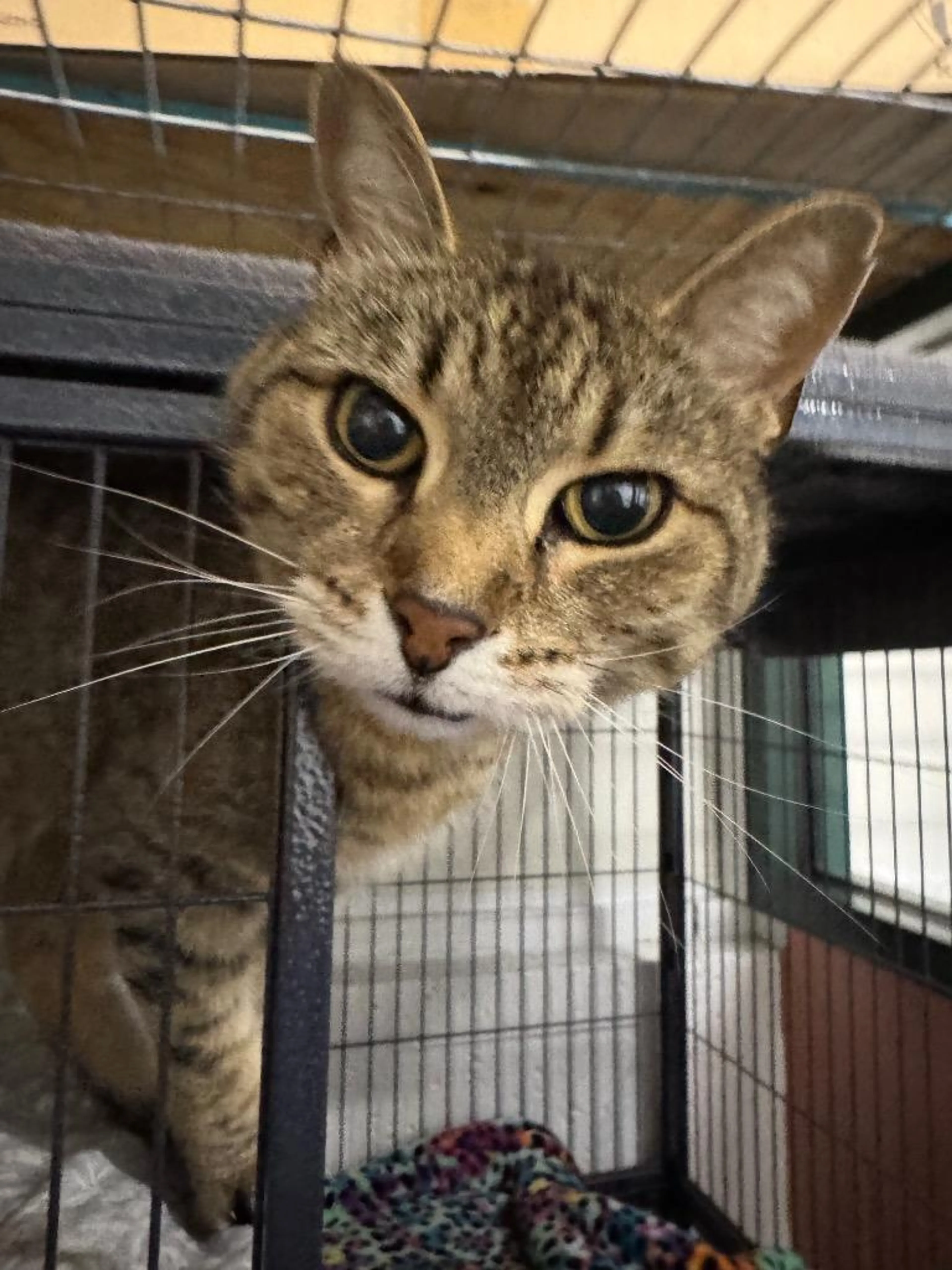 Found pet-1