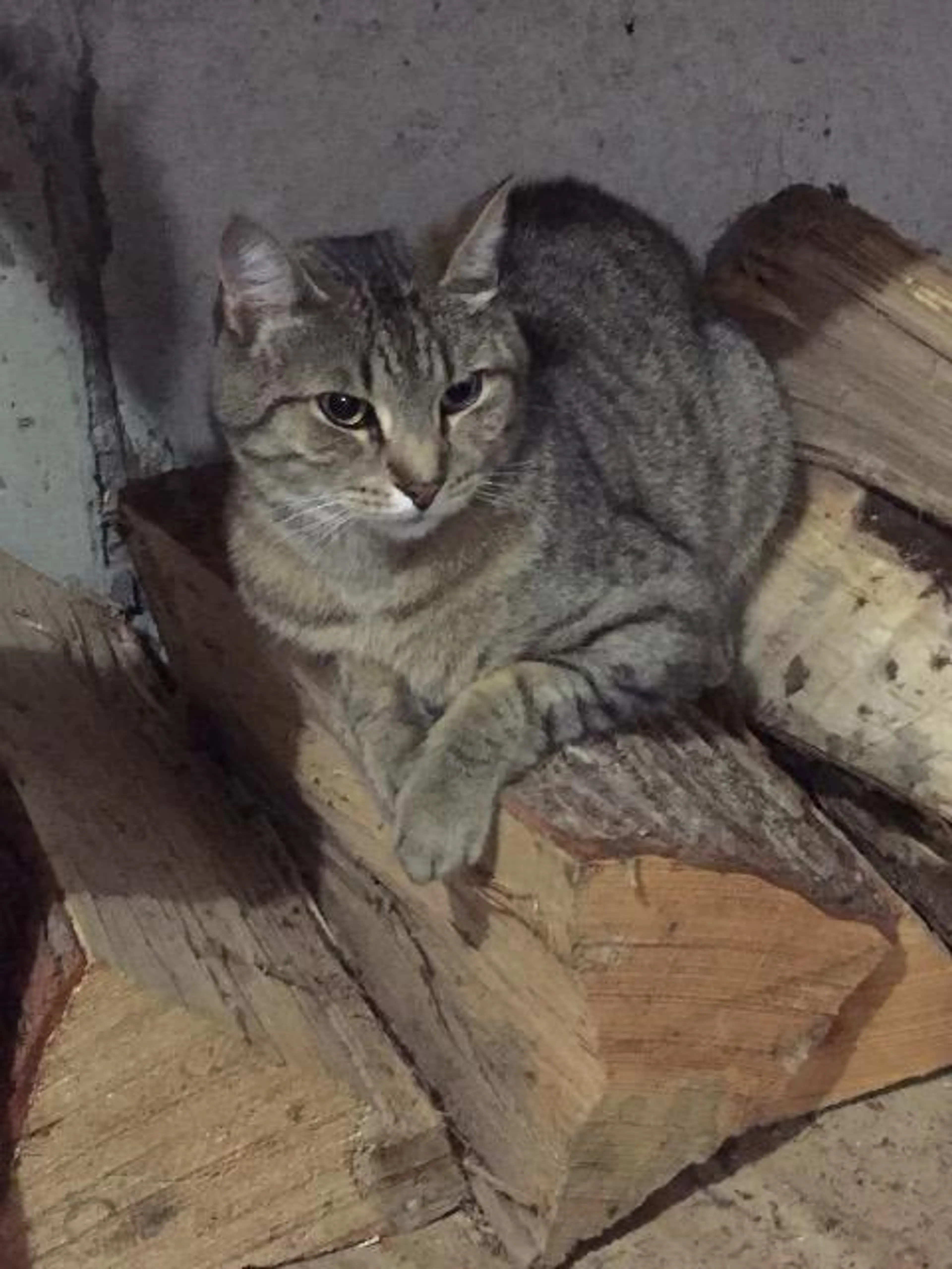 Found pet-0
