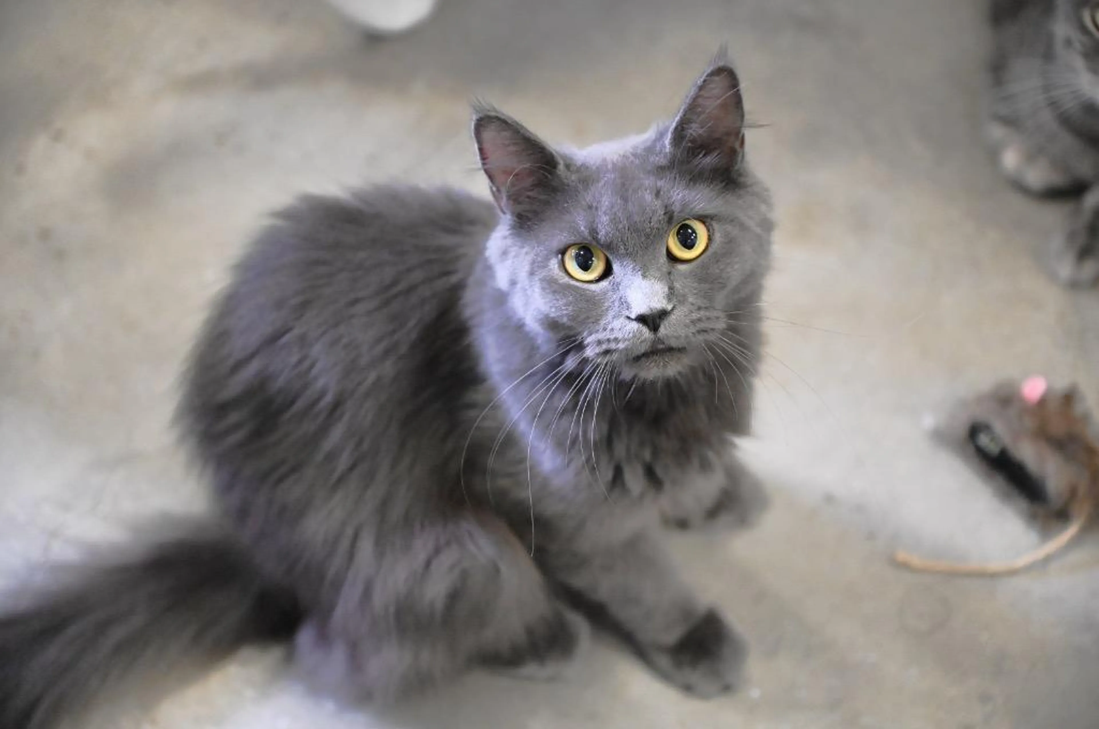 Found pet