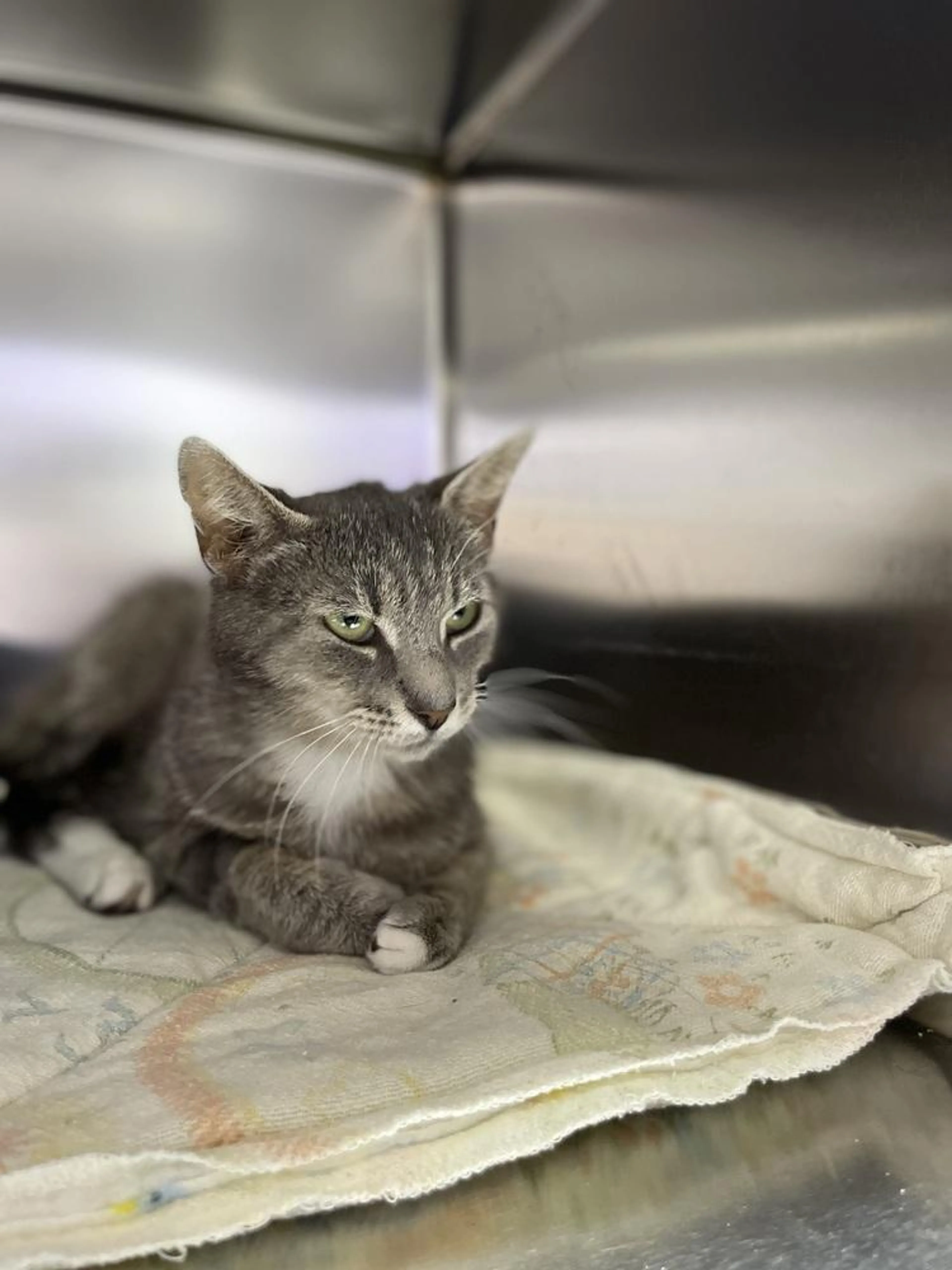 Found pet-3