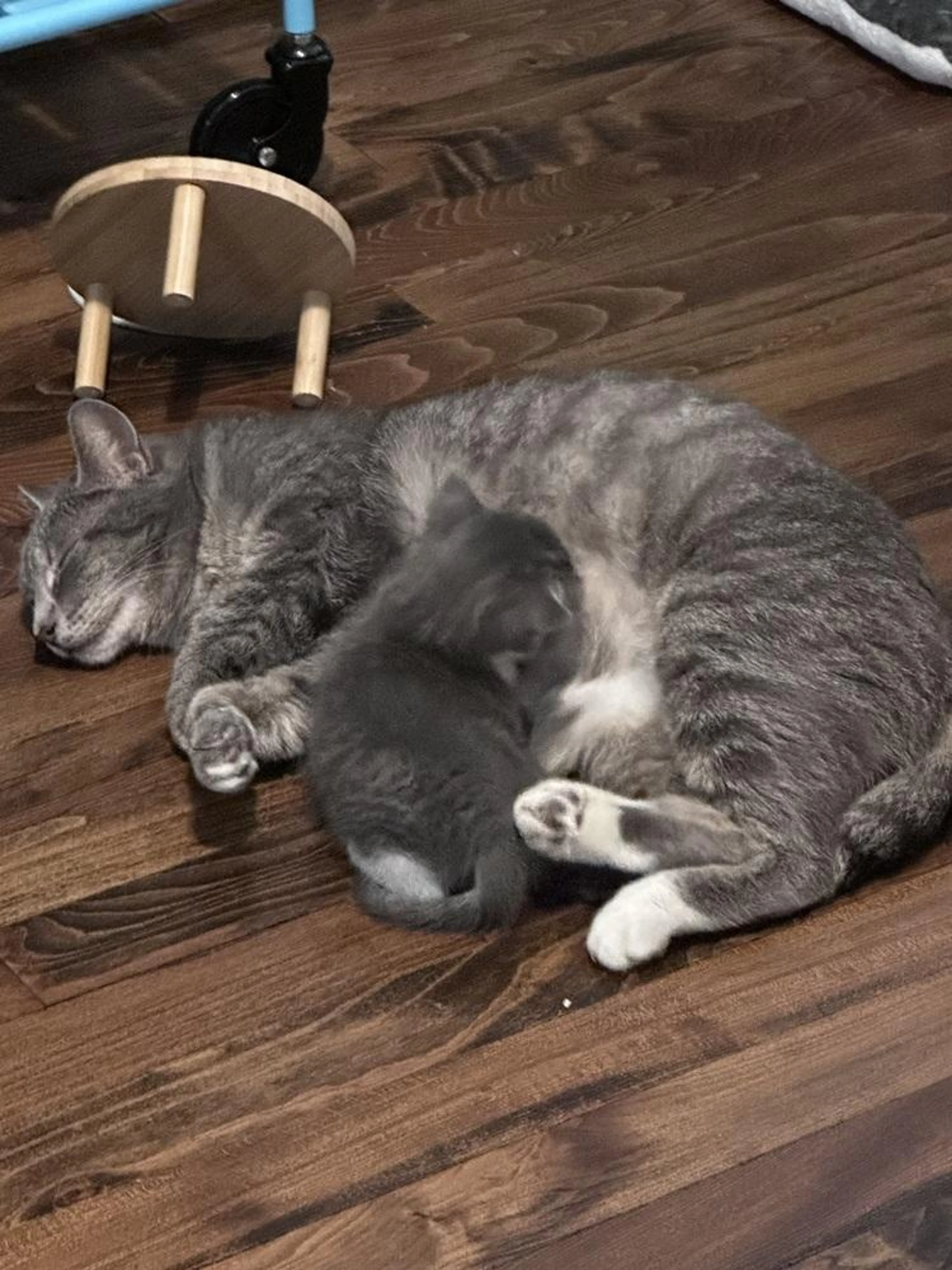 Found pet-4