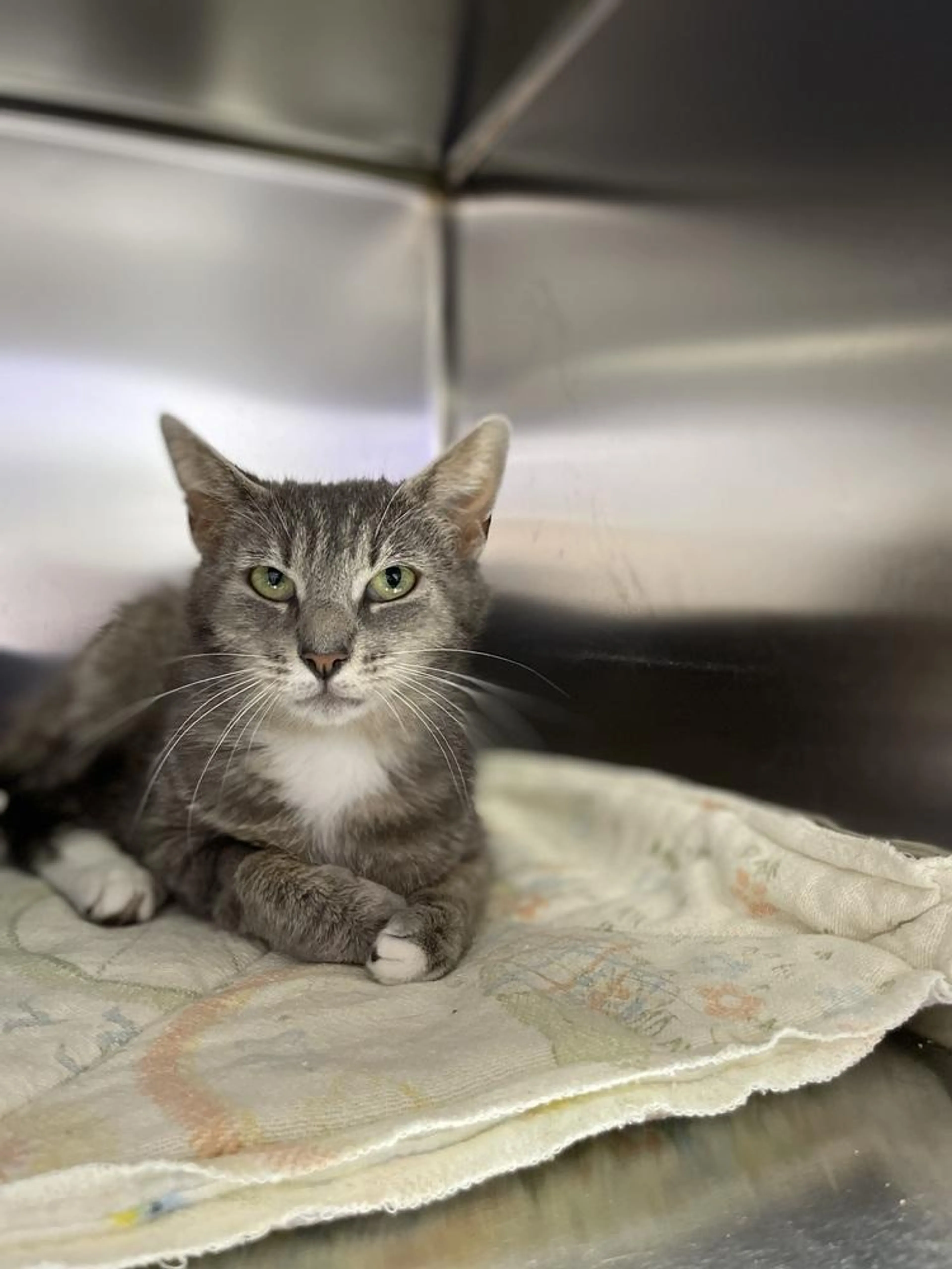 Found pet-2