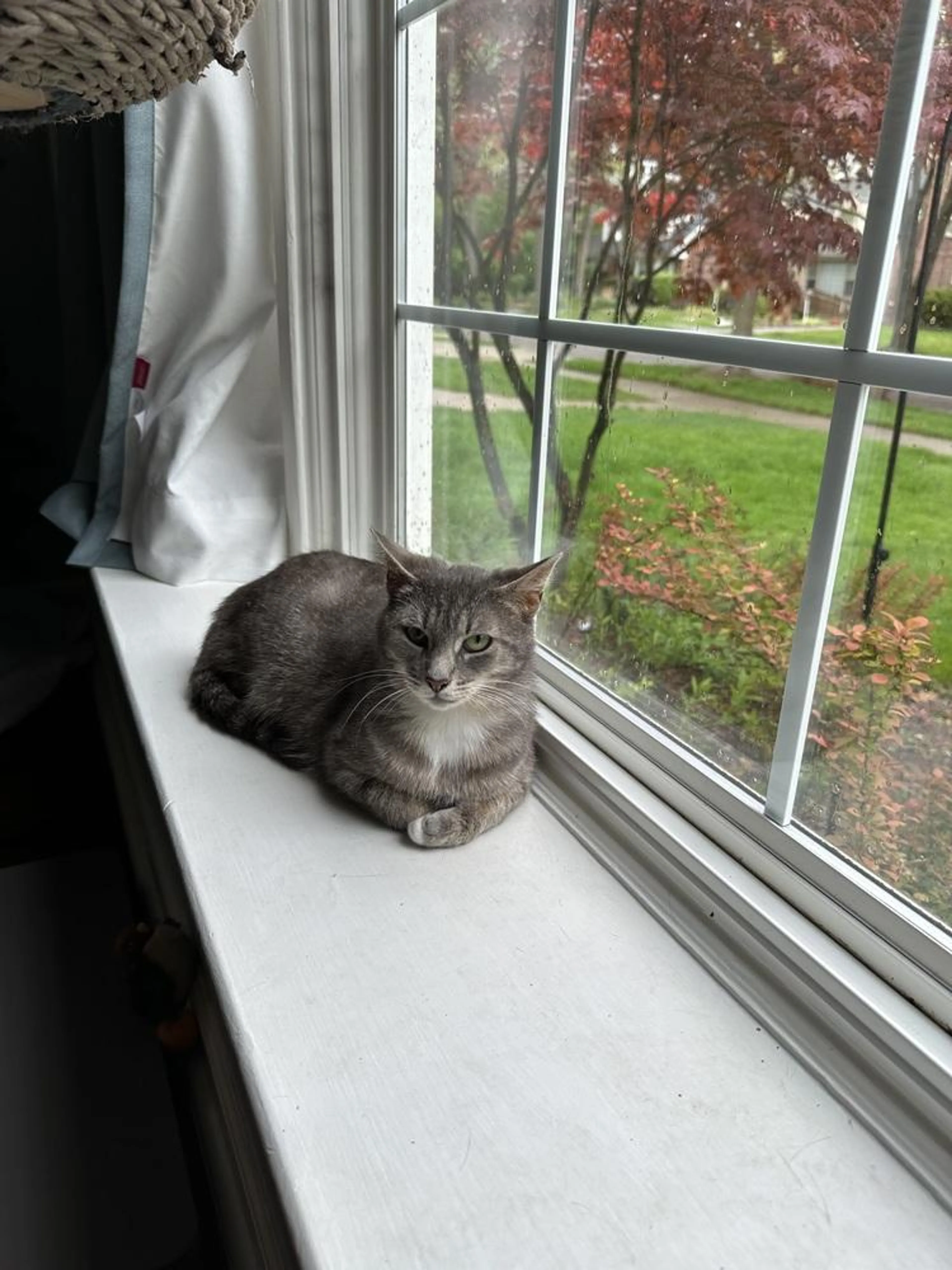 Found pet-1