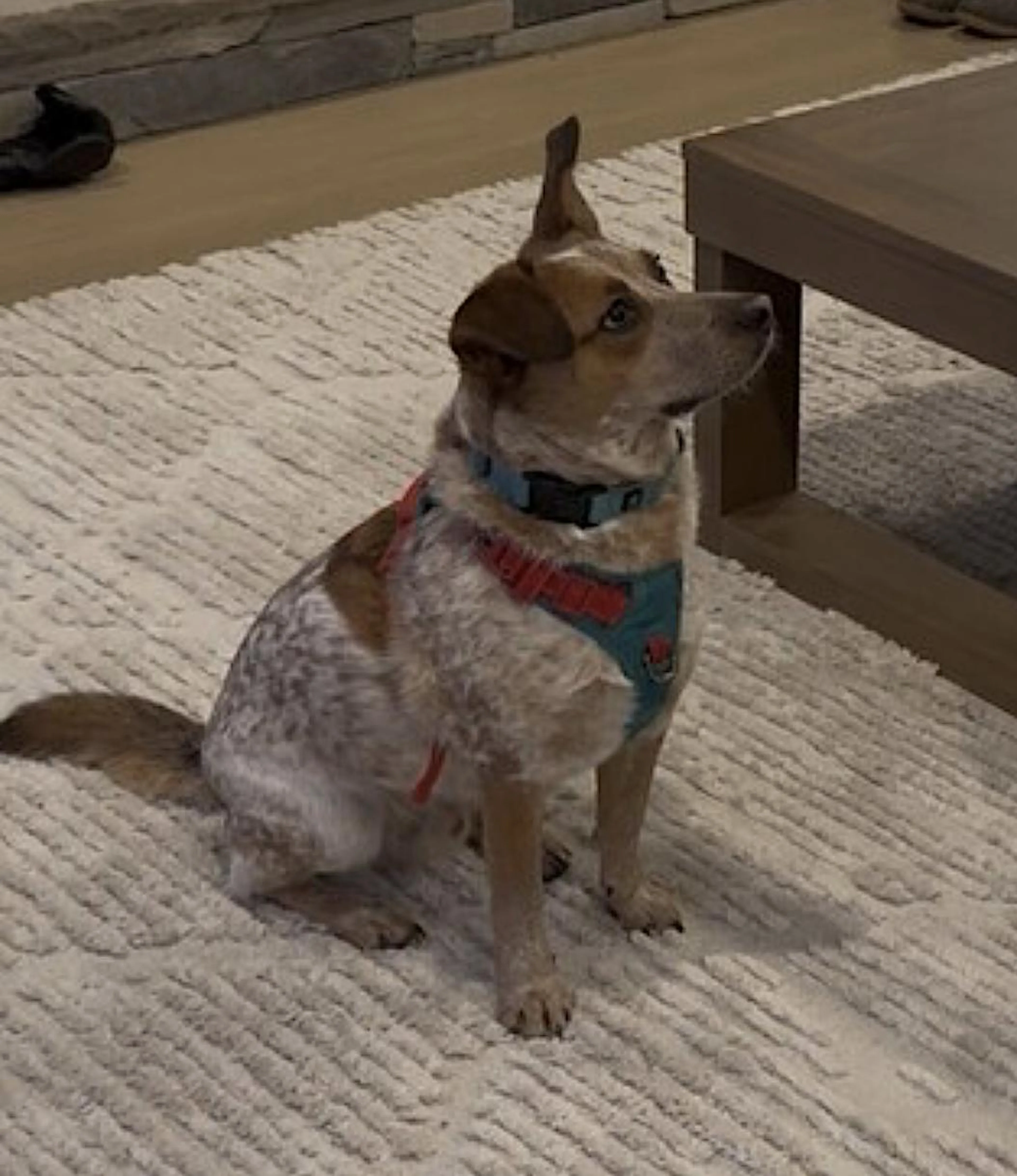 Found pet-3