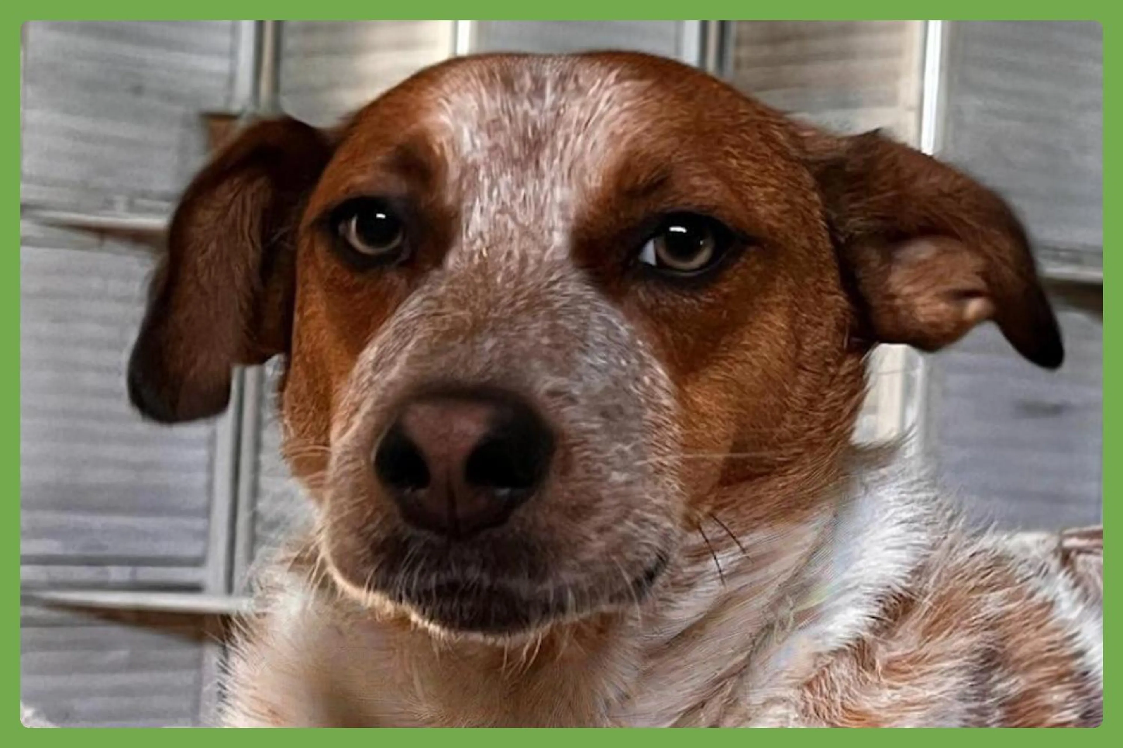 Found pet-2
