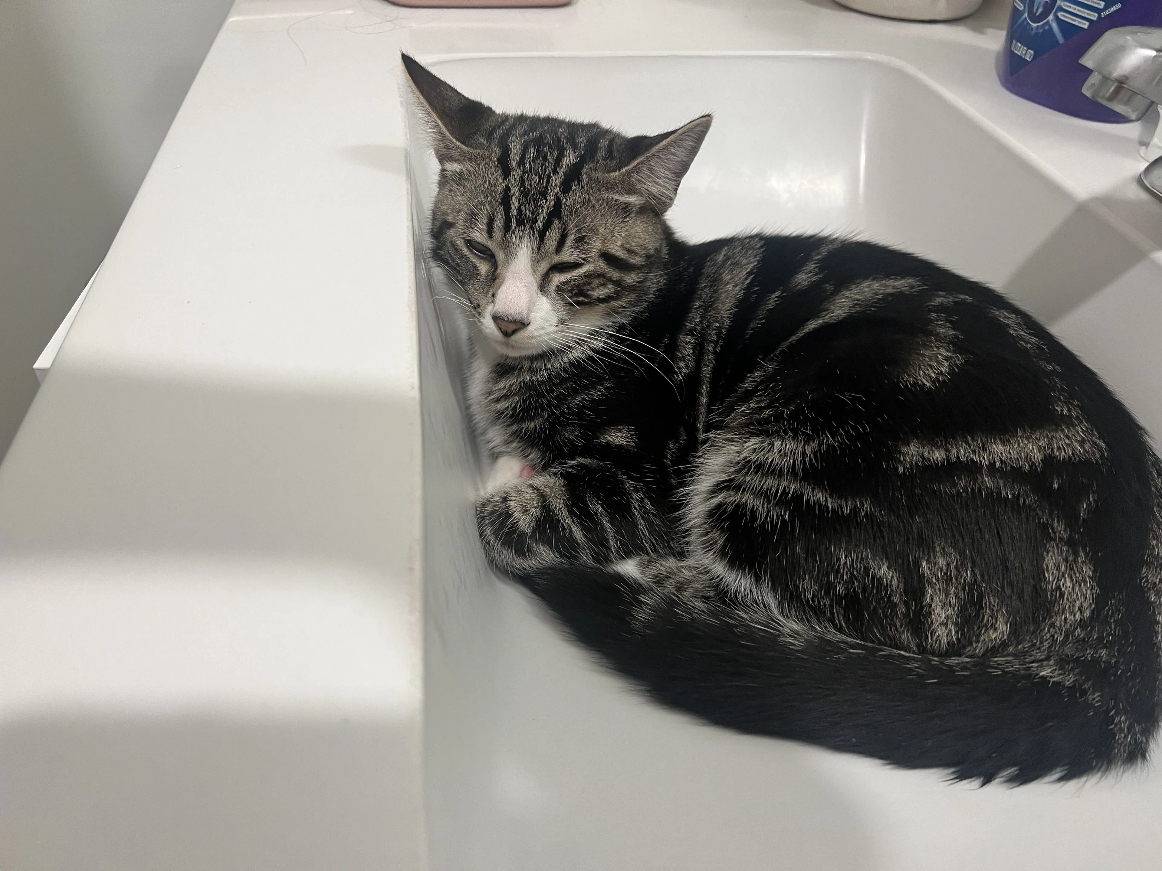 Lost pet-1
