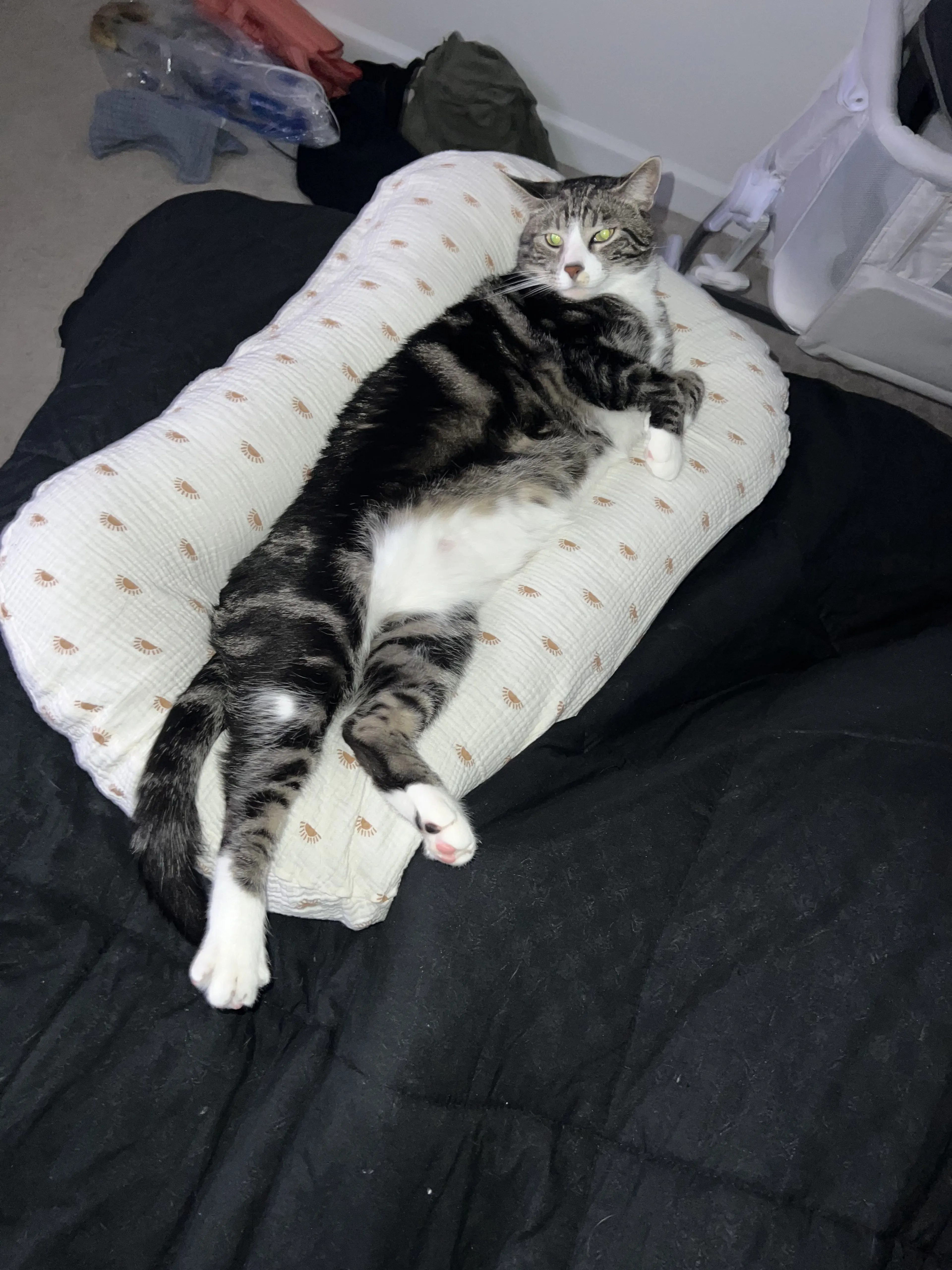 Lost pet-0