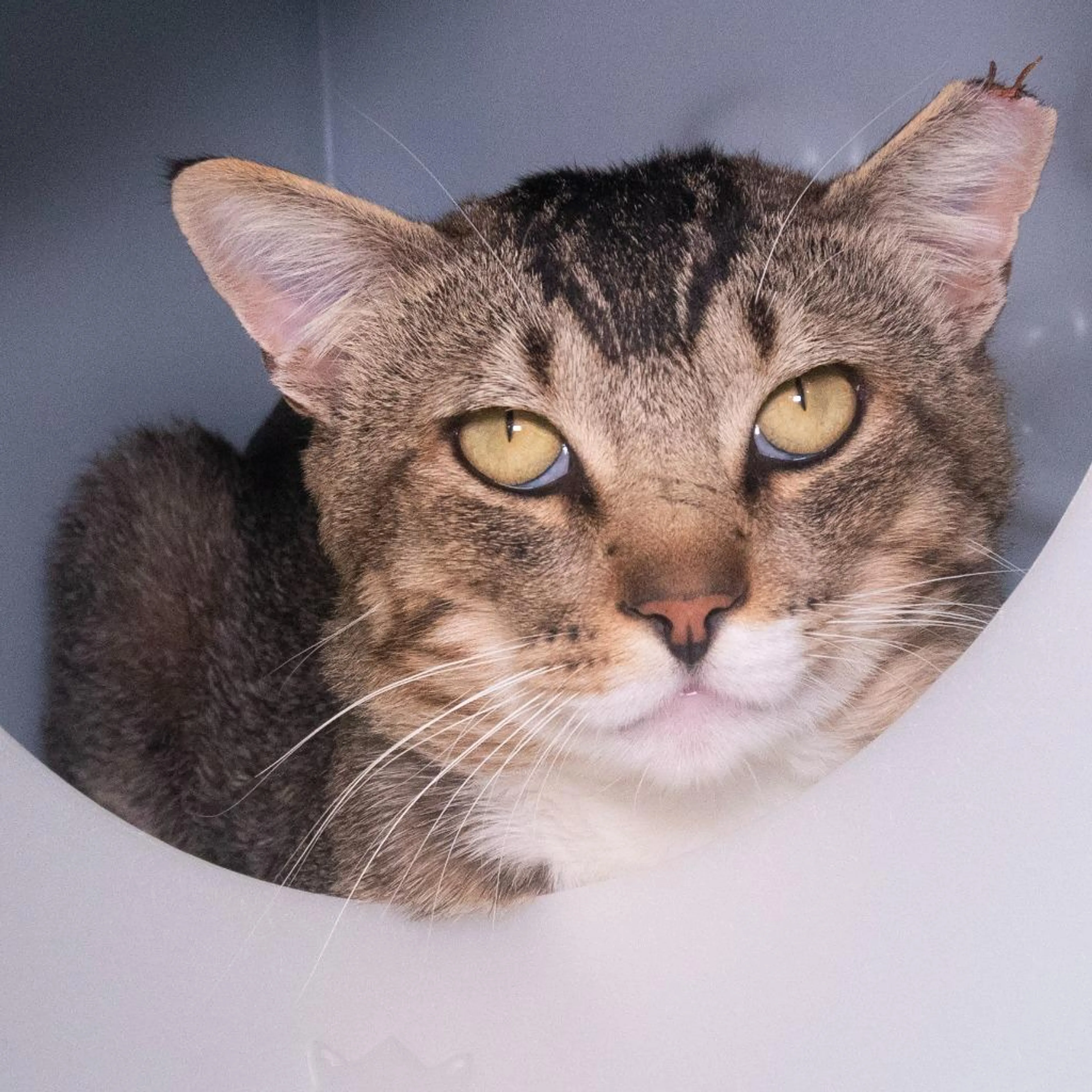 Found pet-1