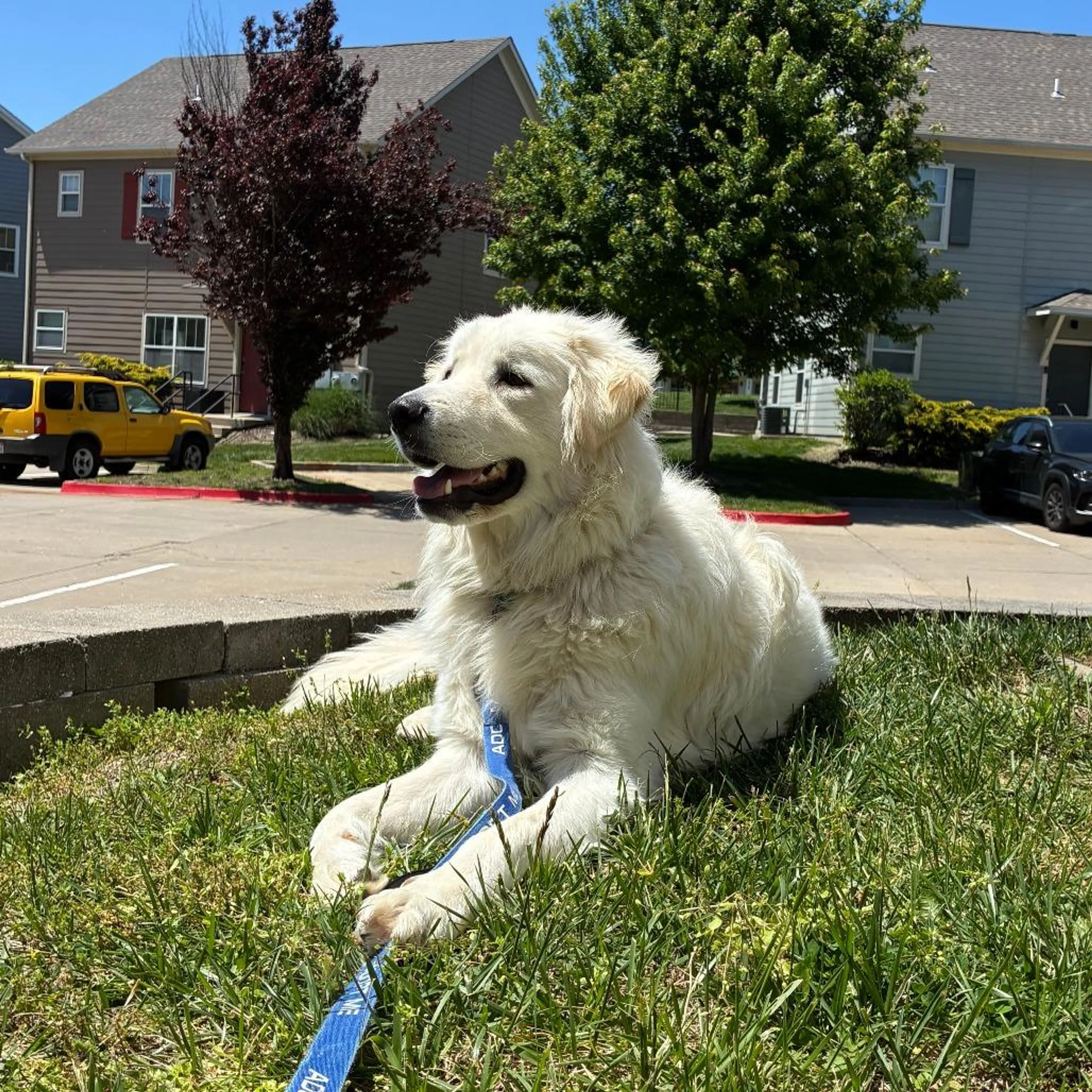 Found pet-3
