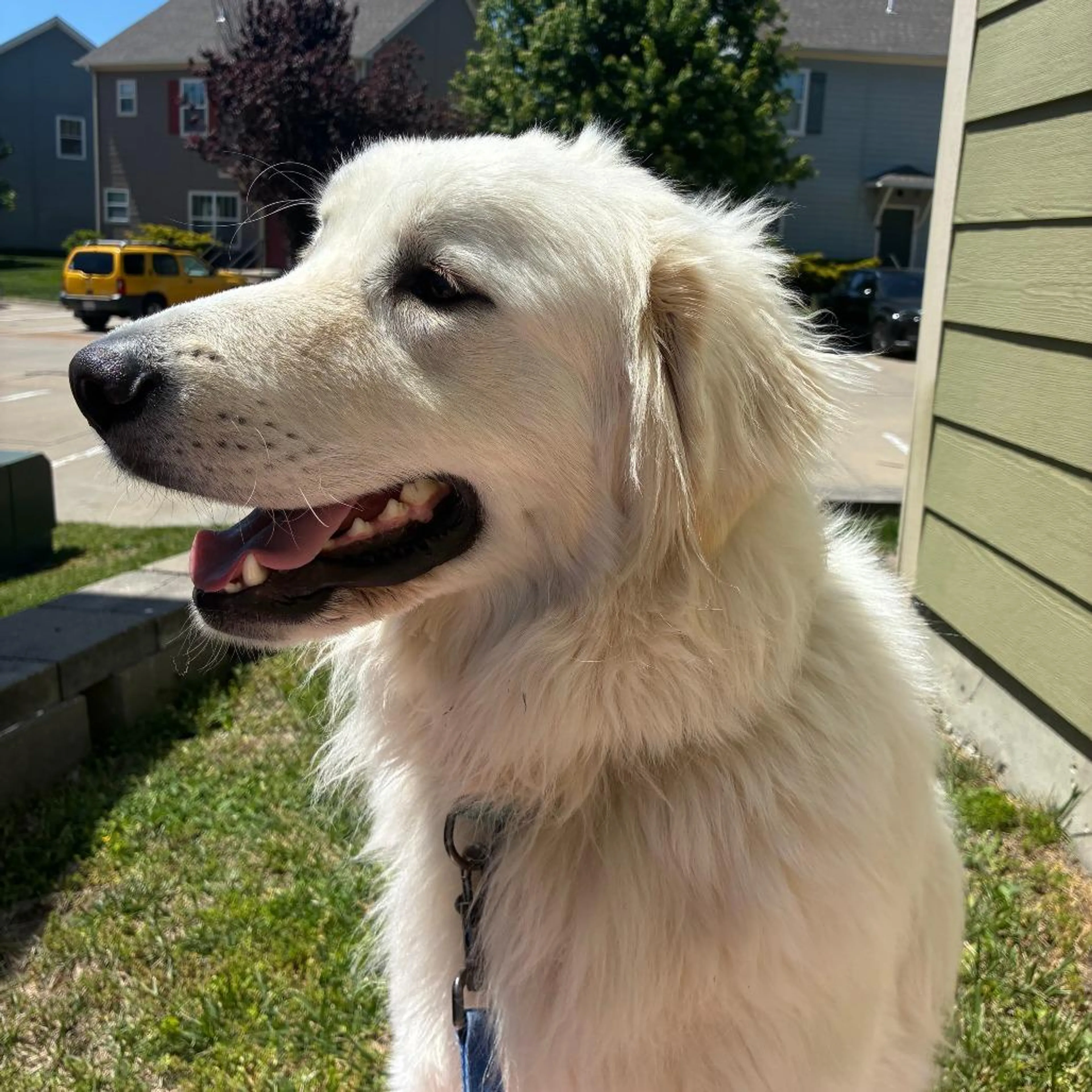 Found pet-1