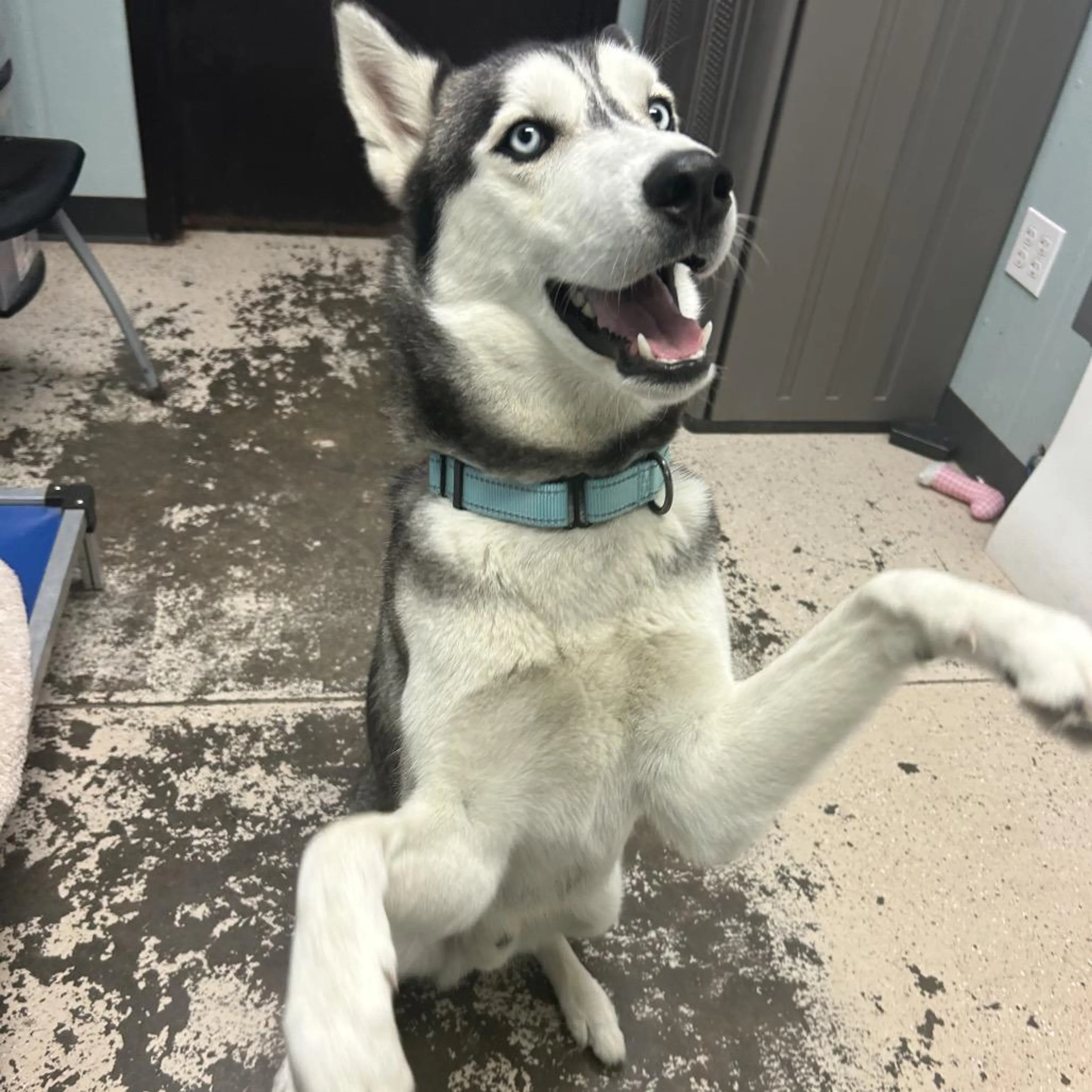 Found pet-2