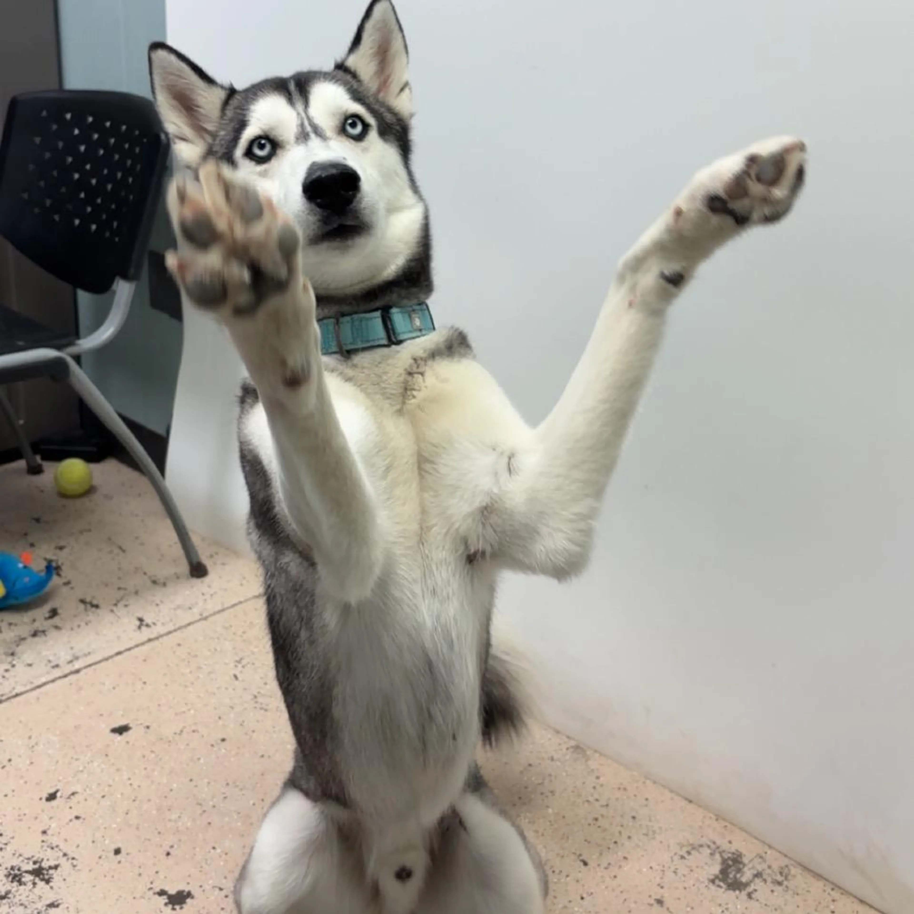 Found pet-1