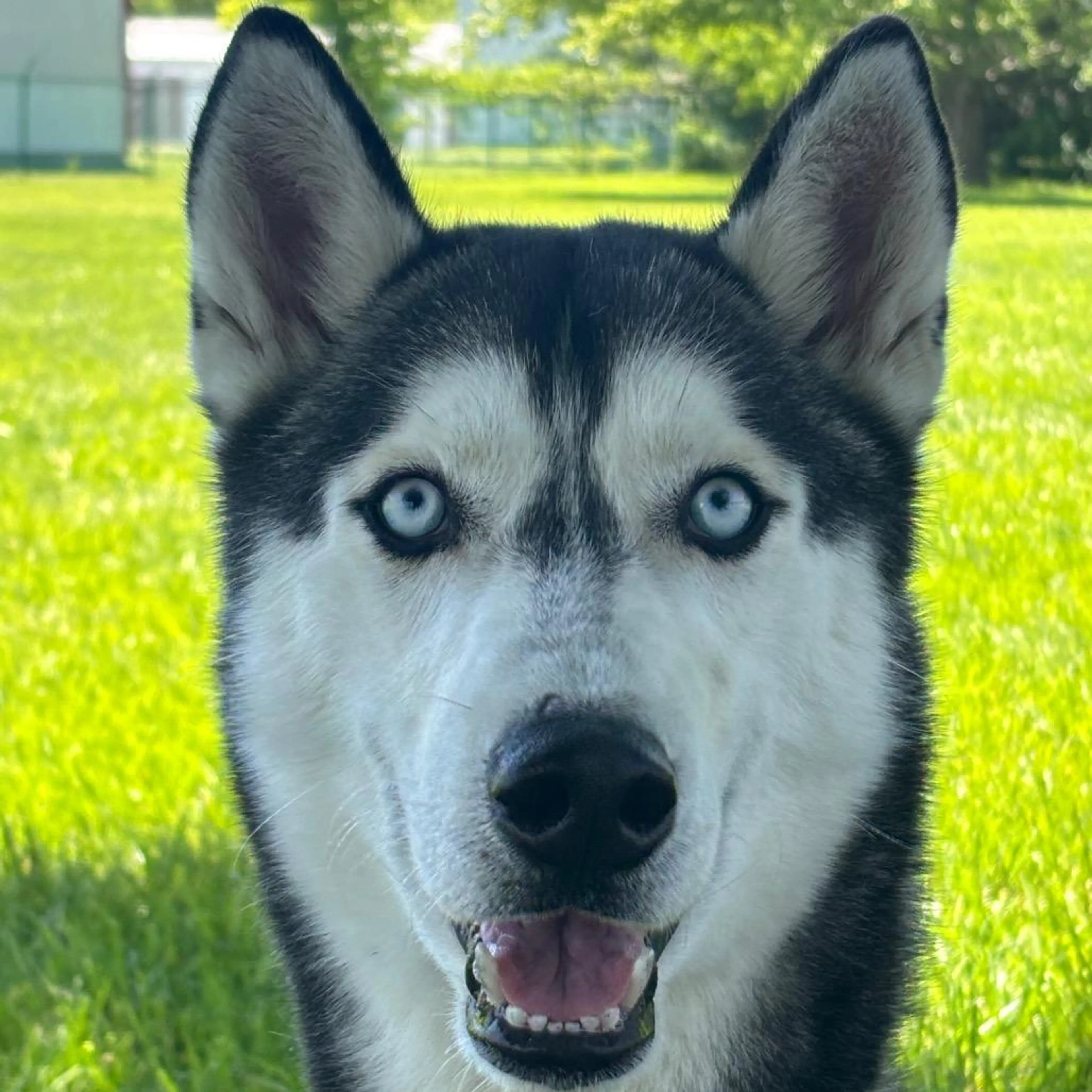 Found pet-4