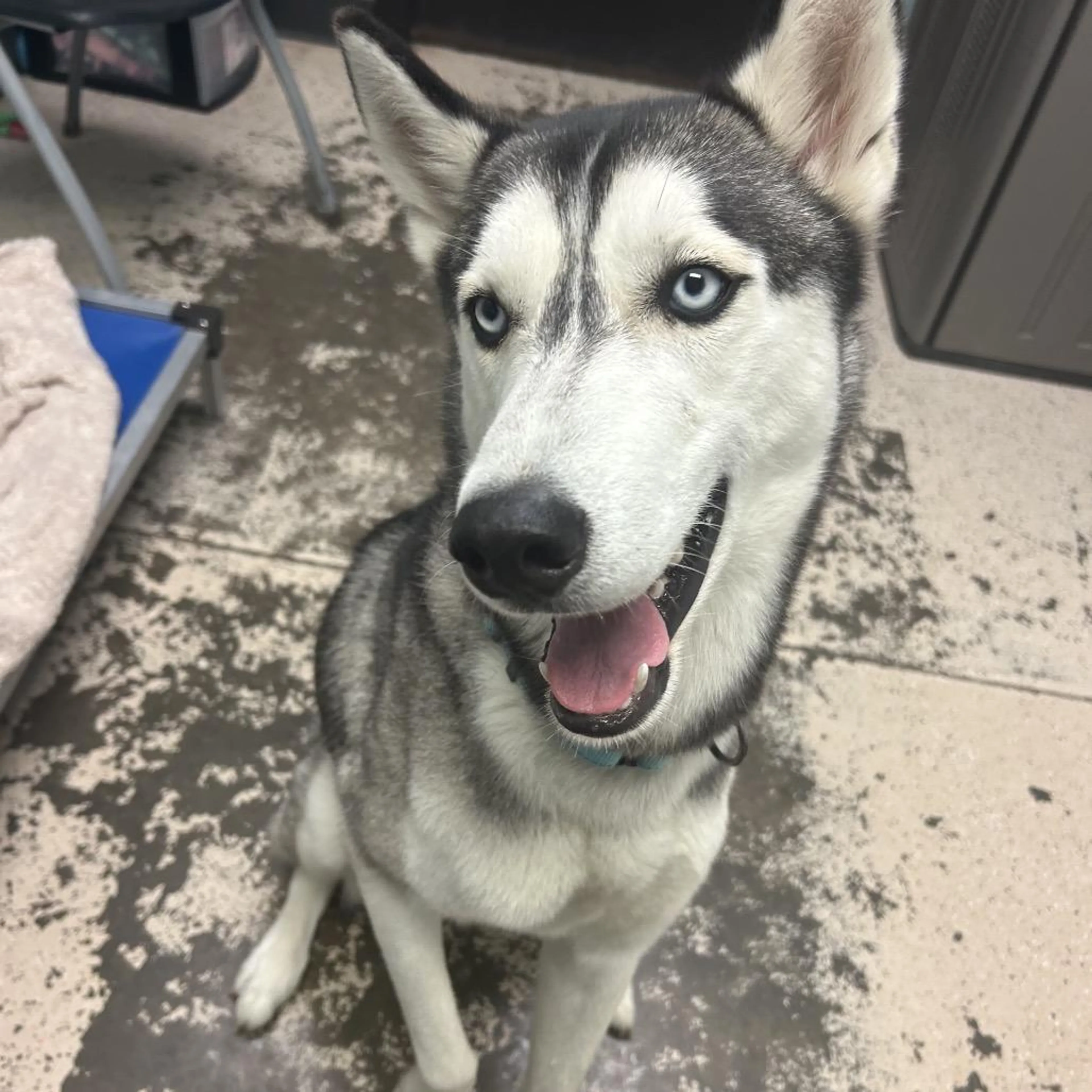 Found pet-3