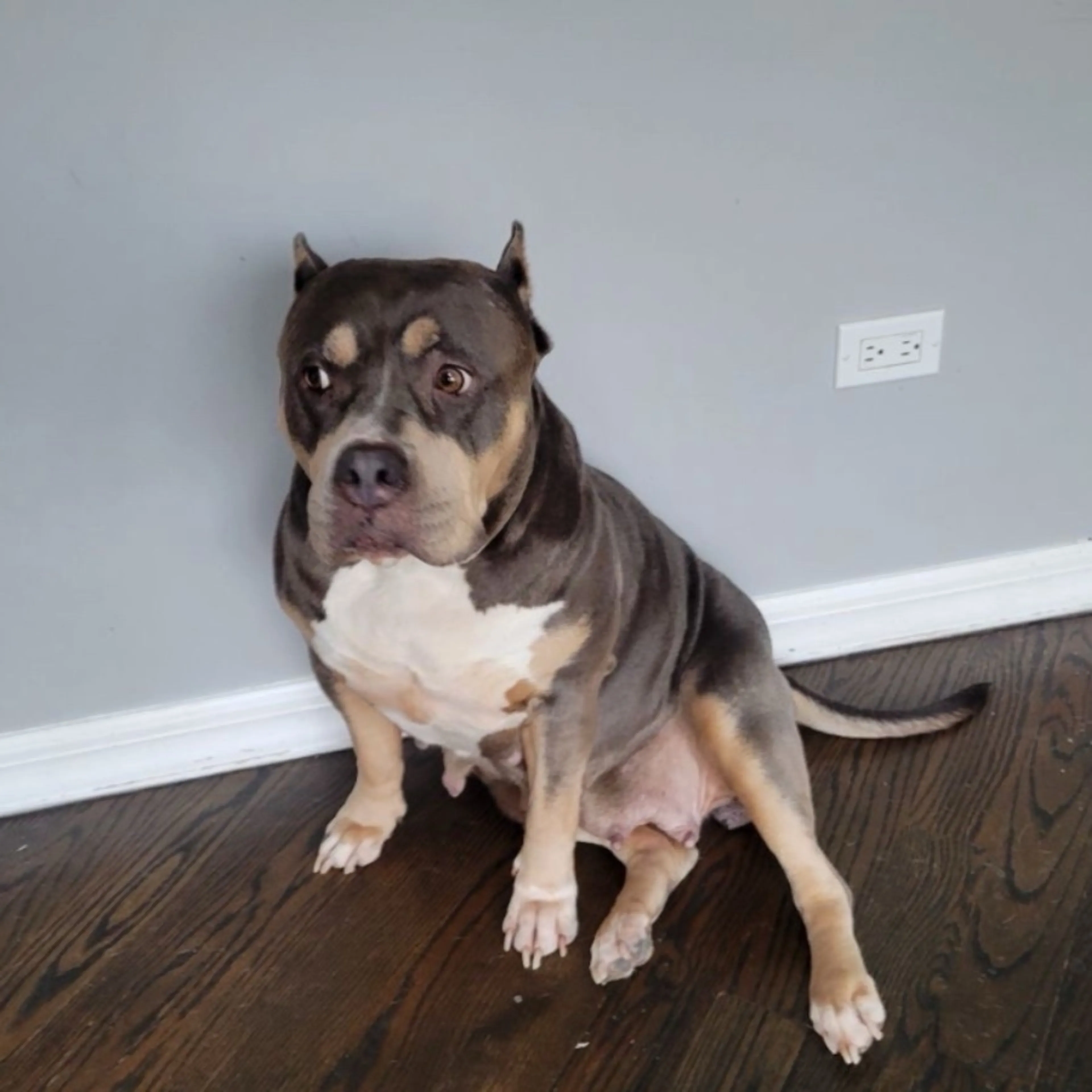Lost pet-0
