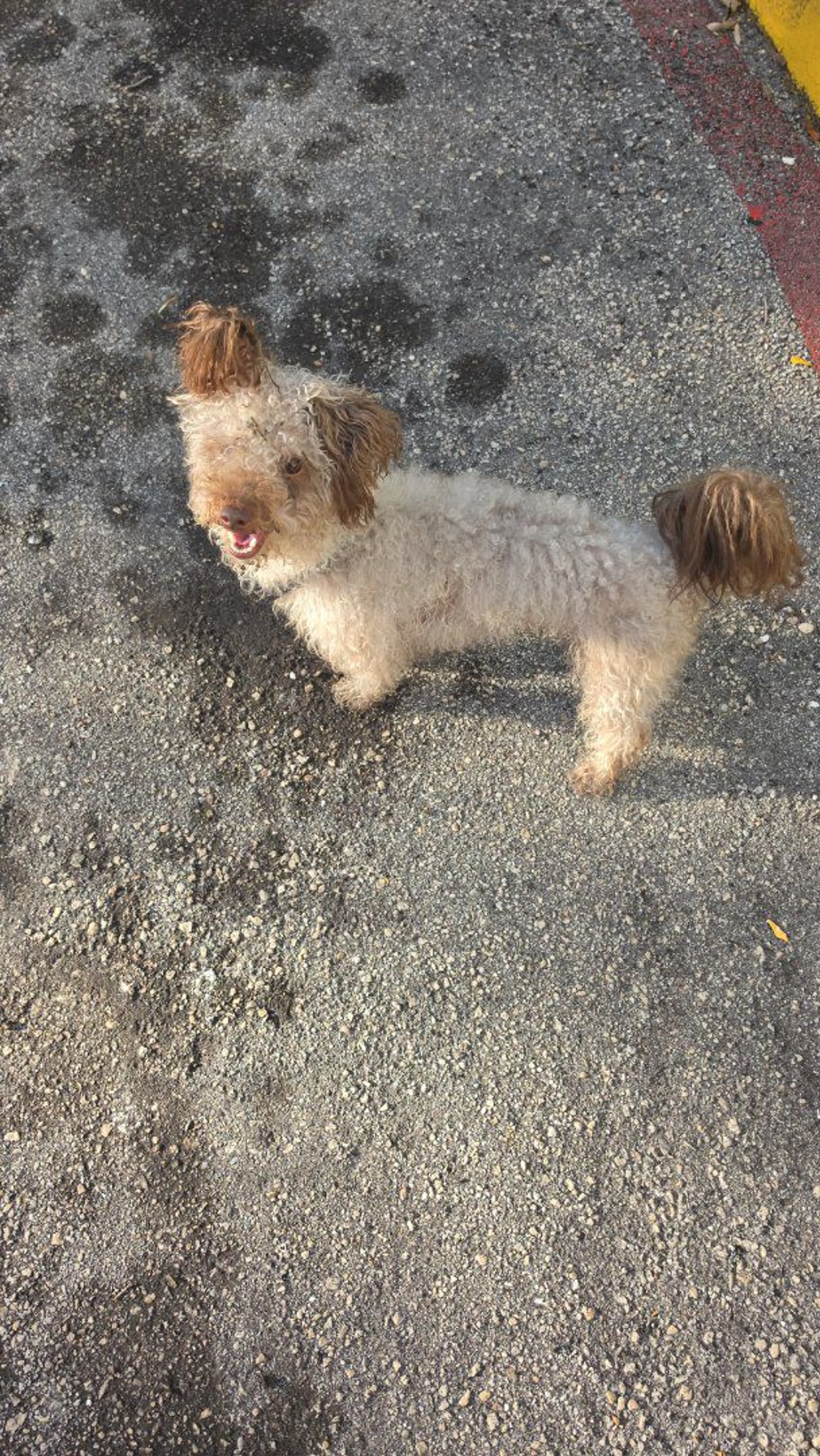Lost pet