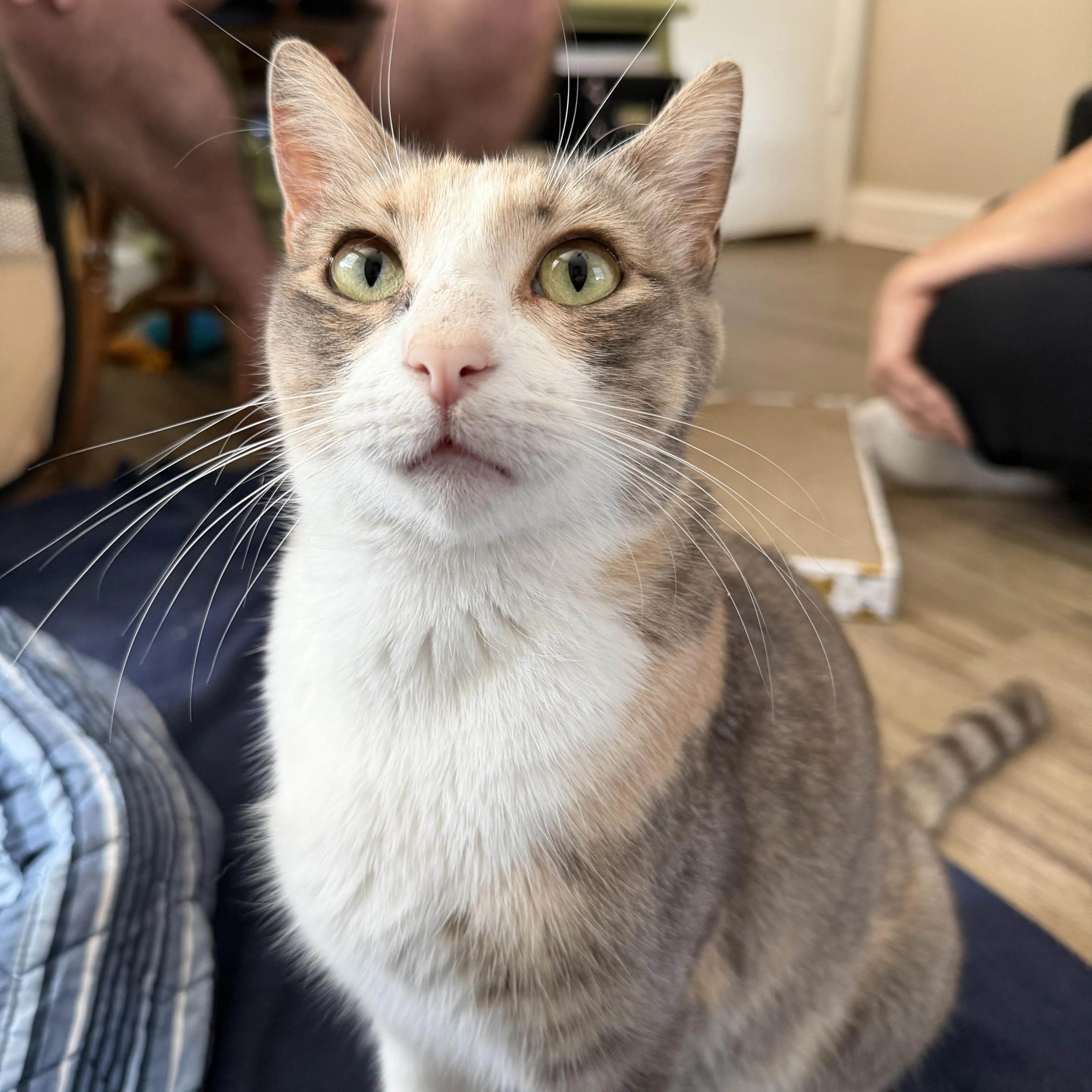 Found pet-2