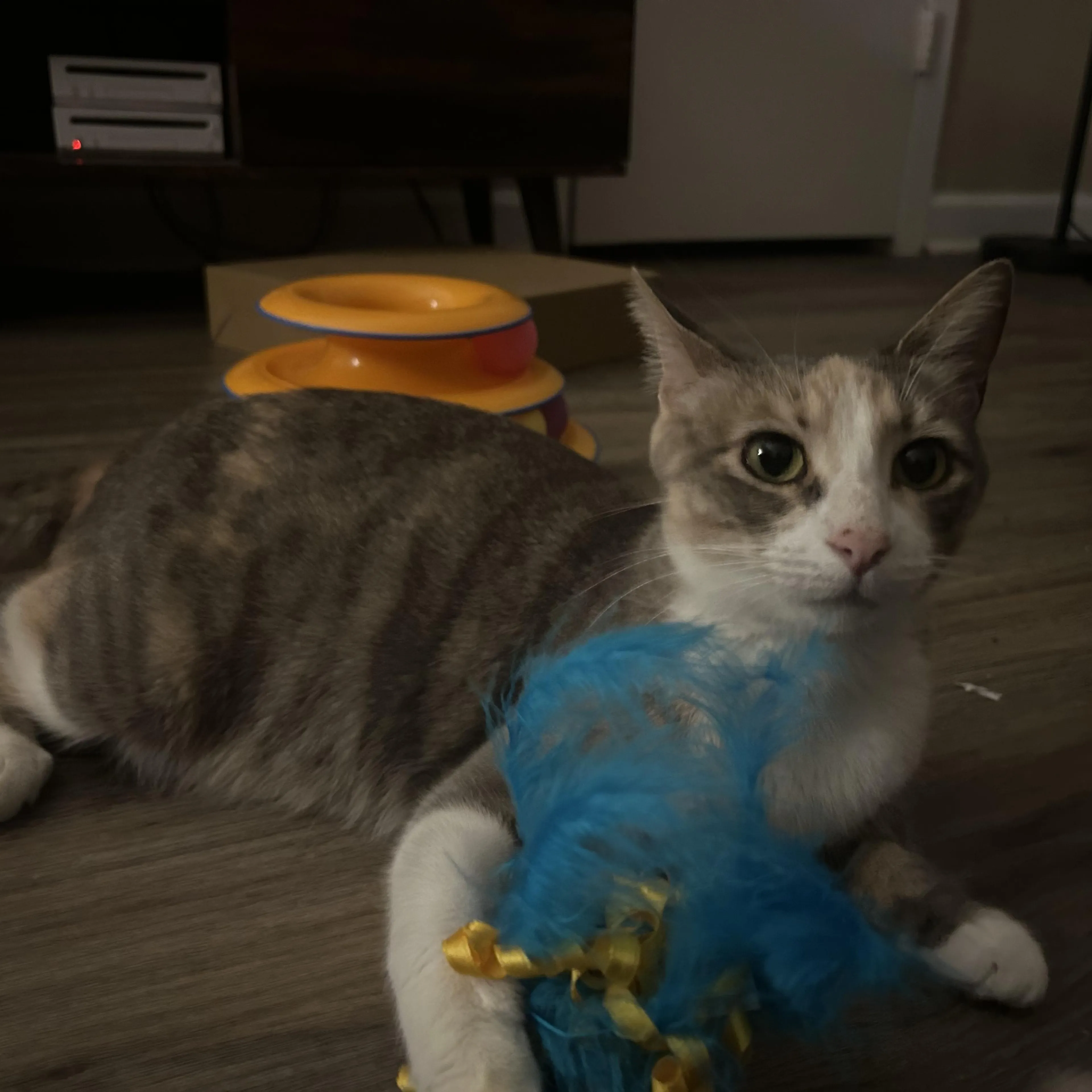 Found pet-3