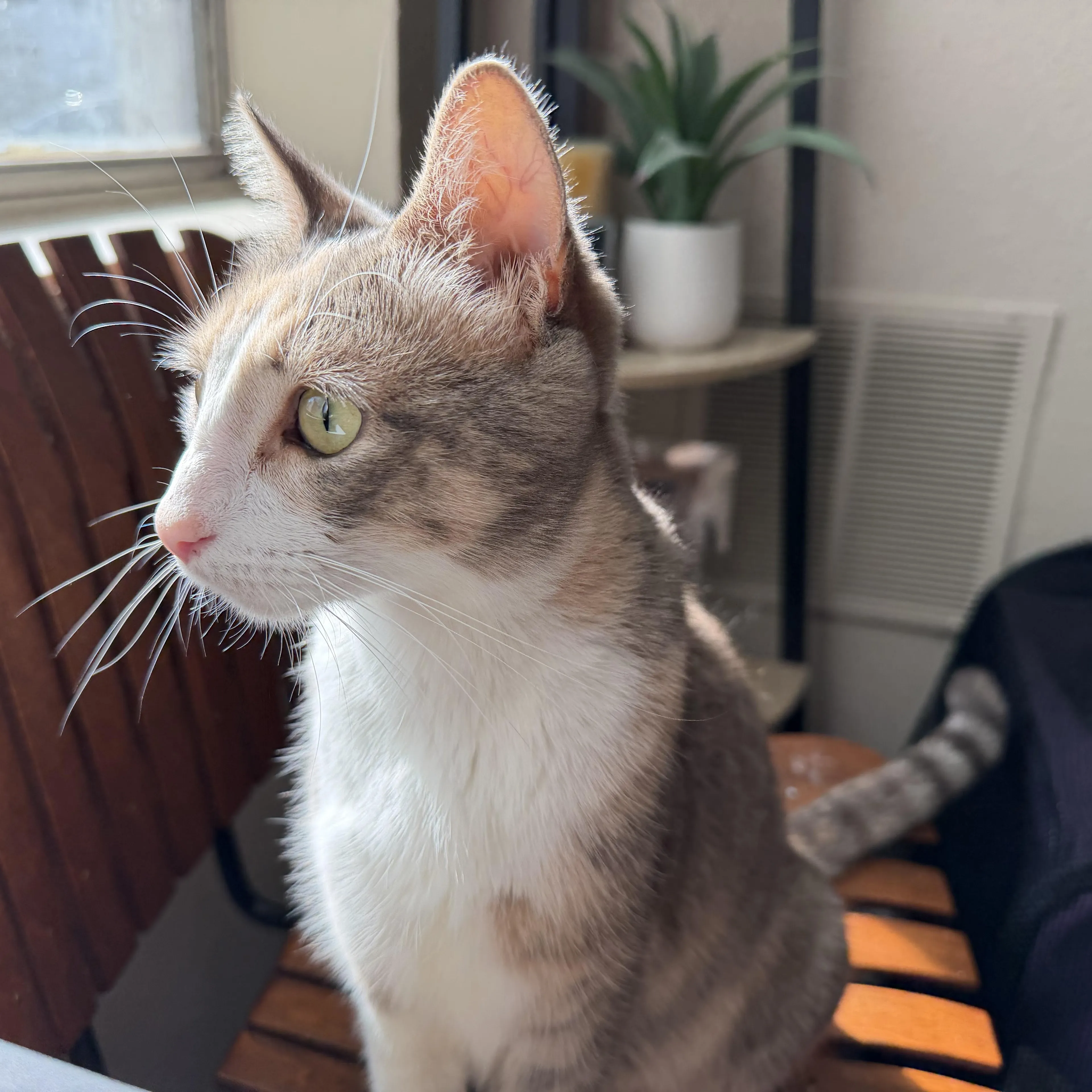 Found pet-1