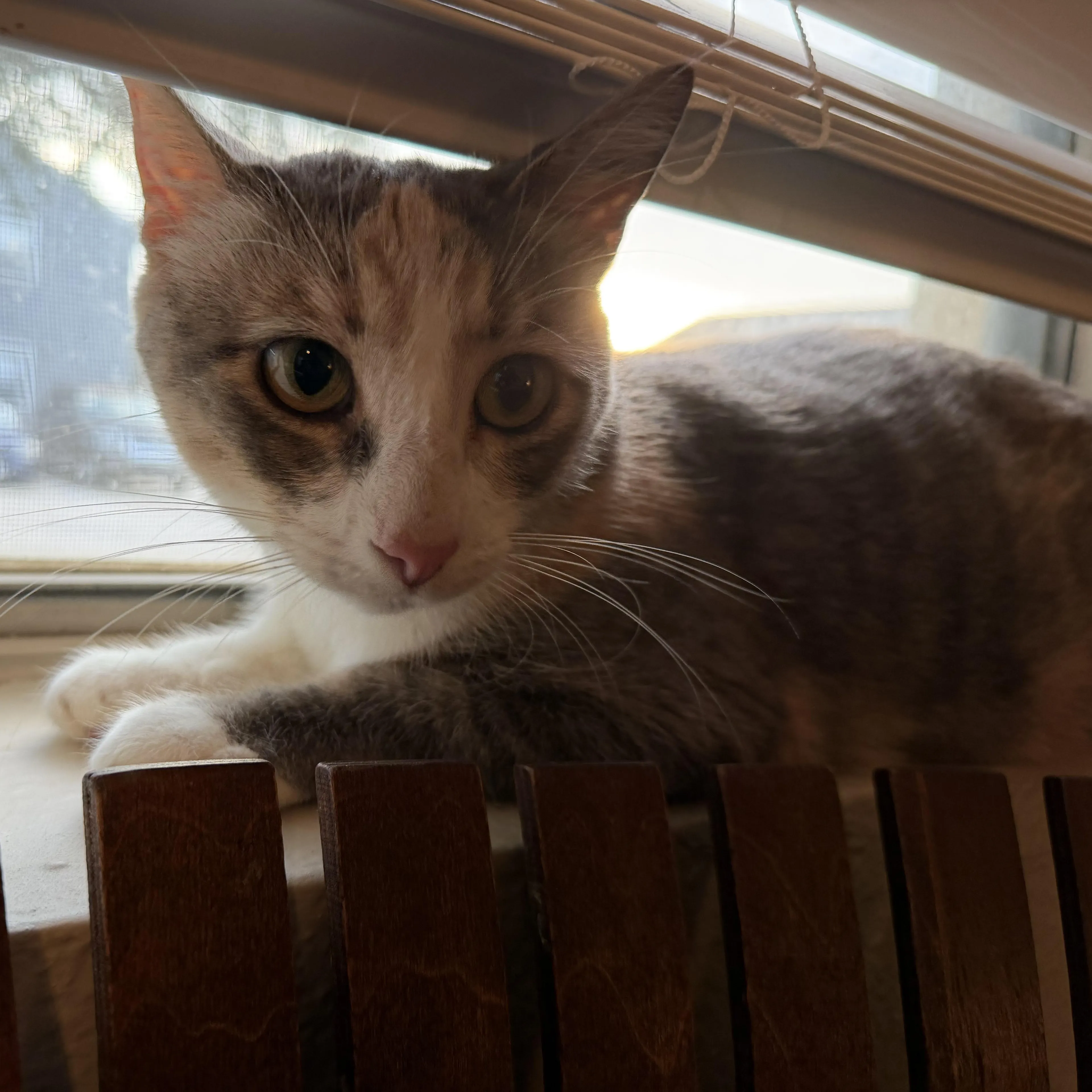Found pet-5