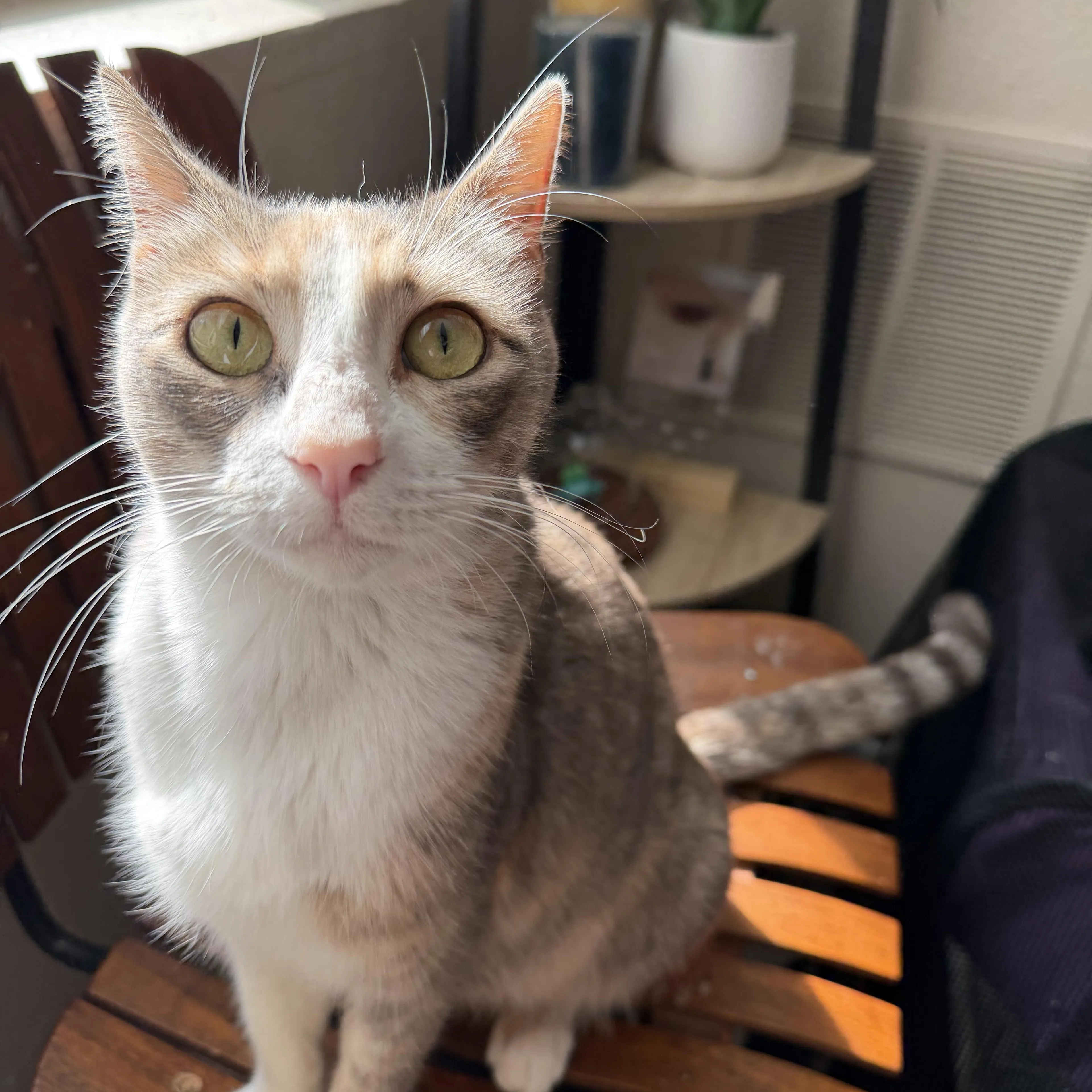 Found pet-4