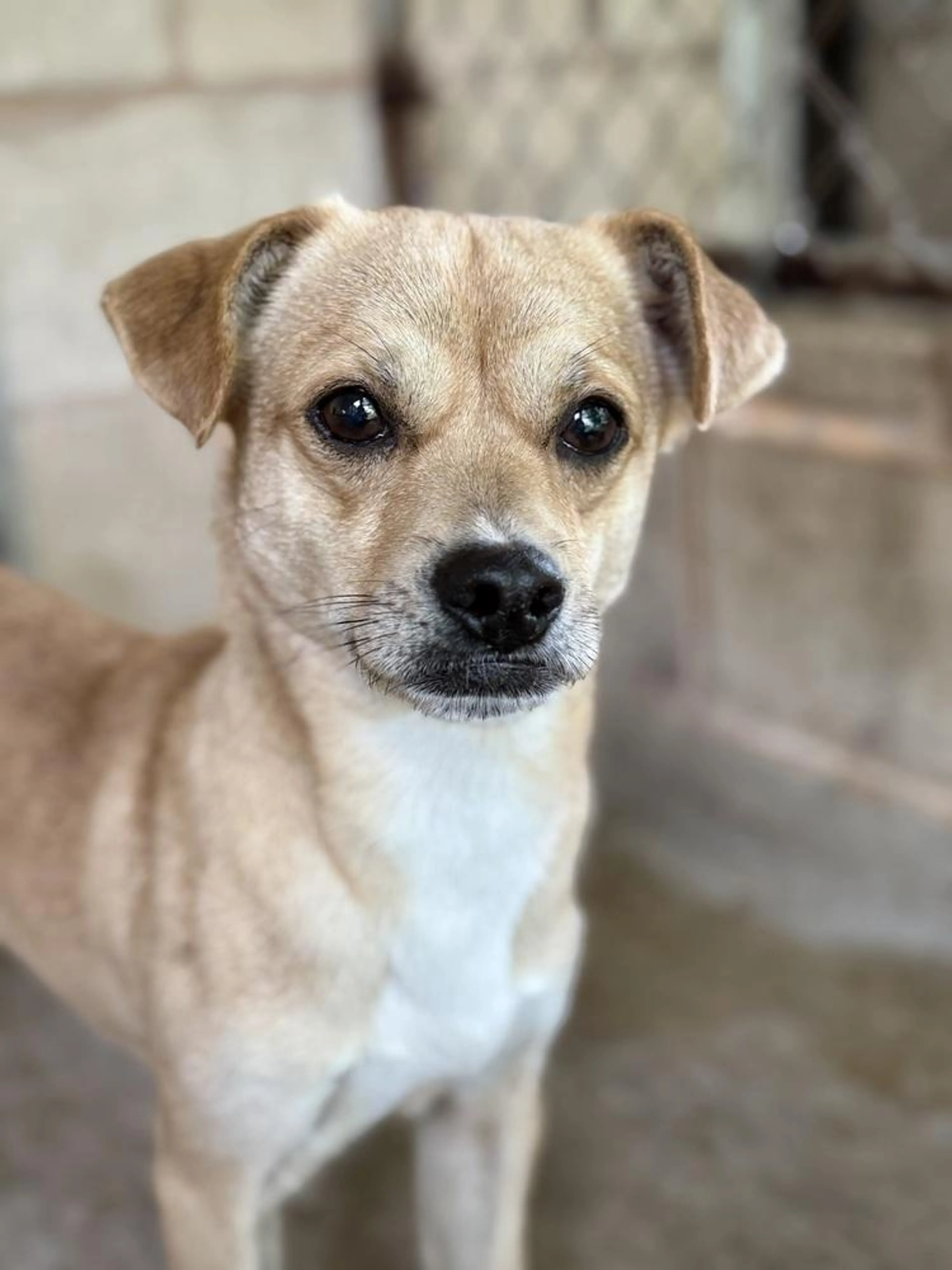 Found pet-2