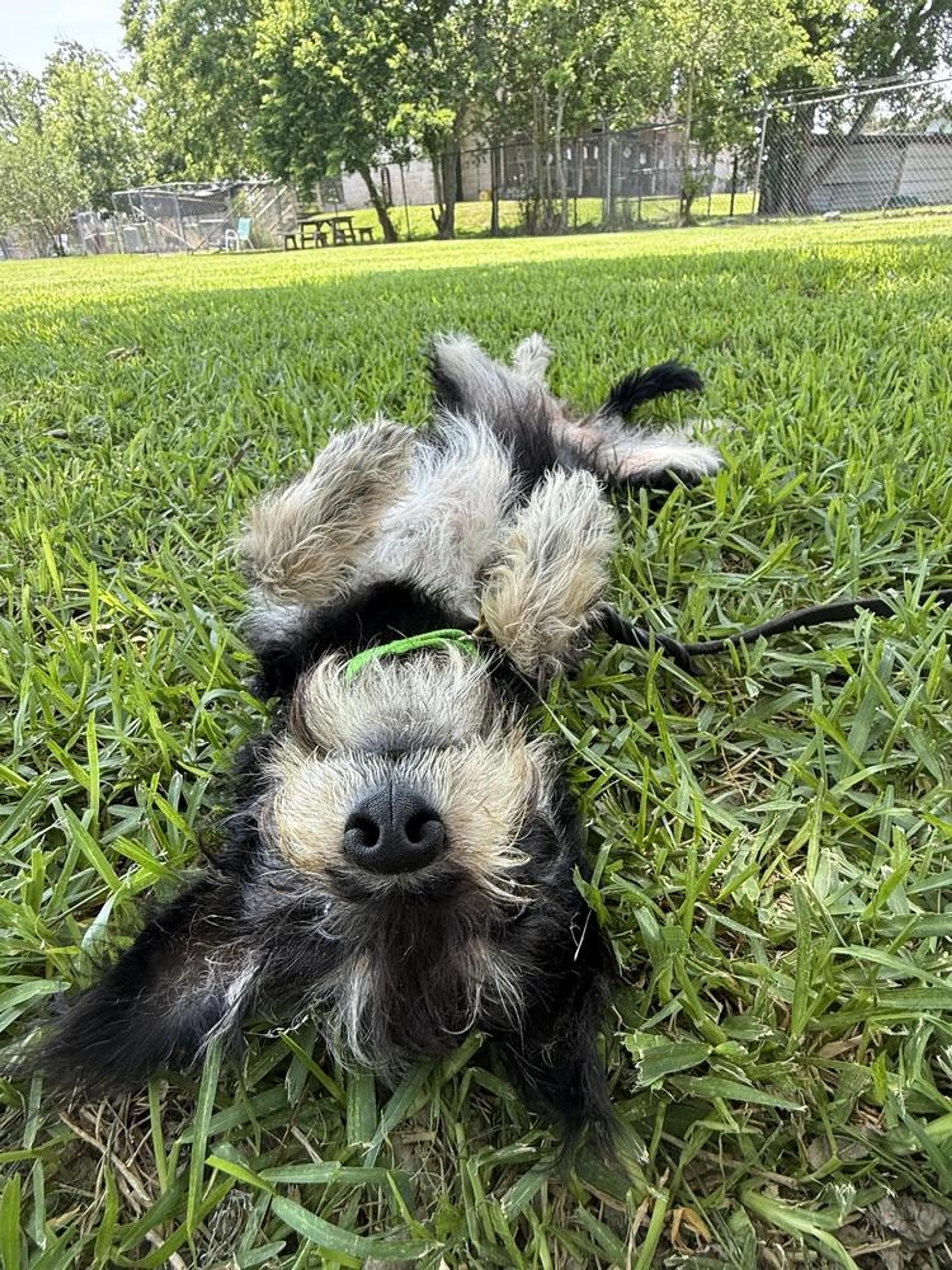 Found pet-1
