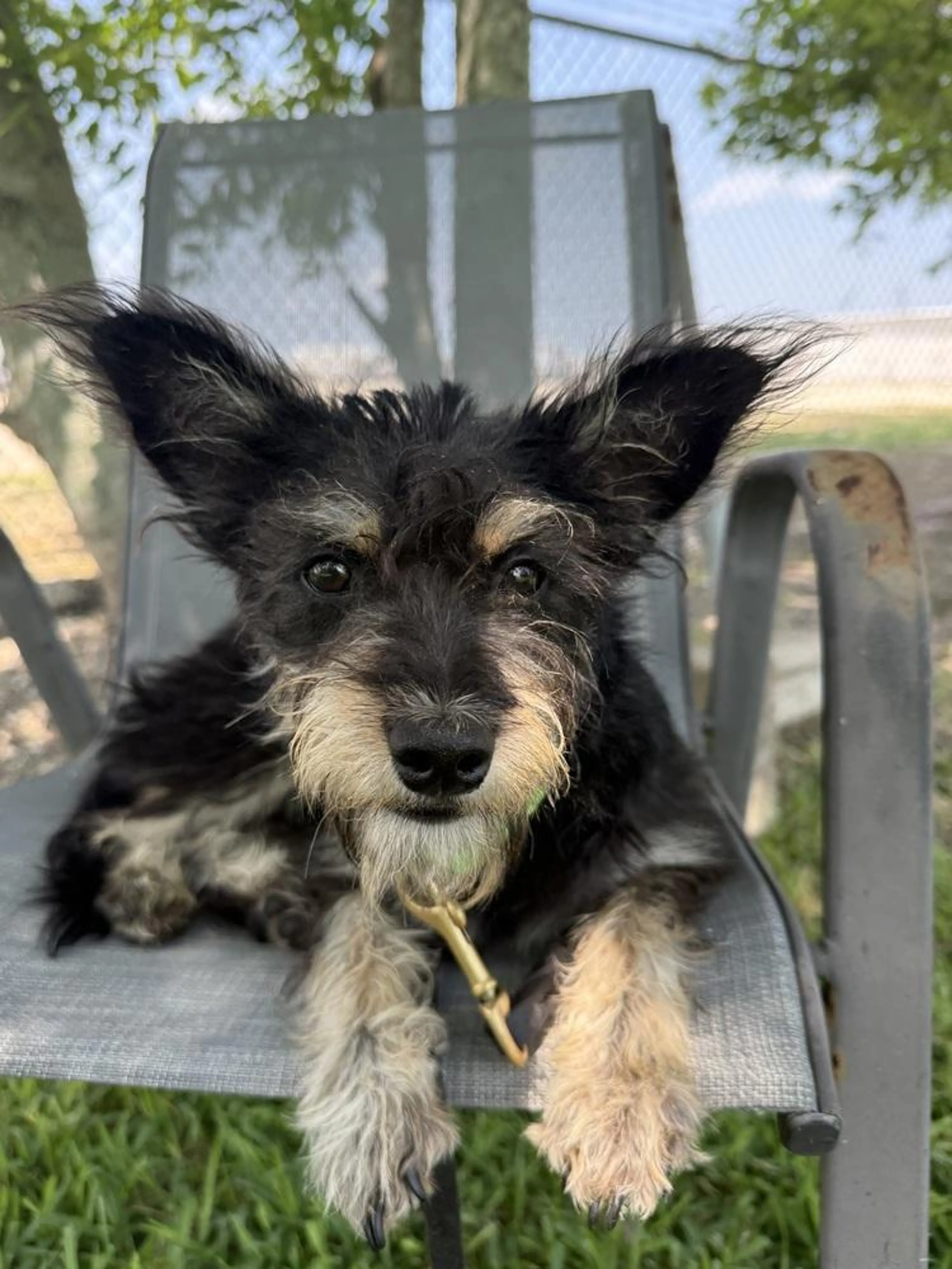 Found pet-2