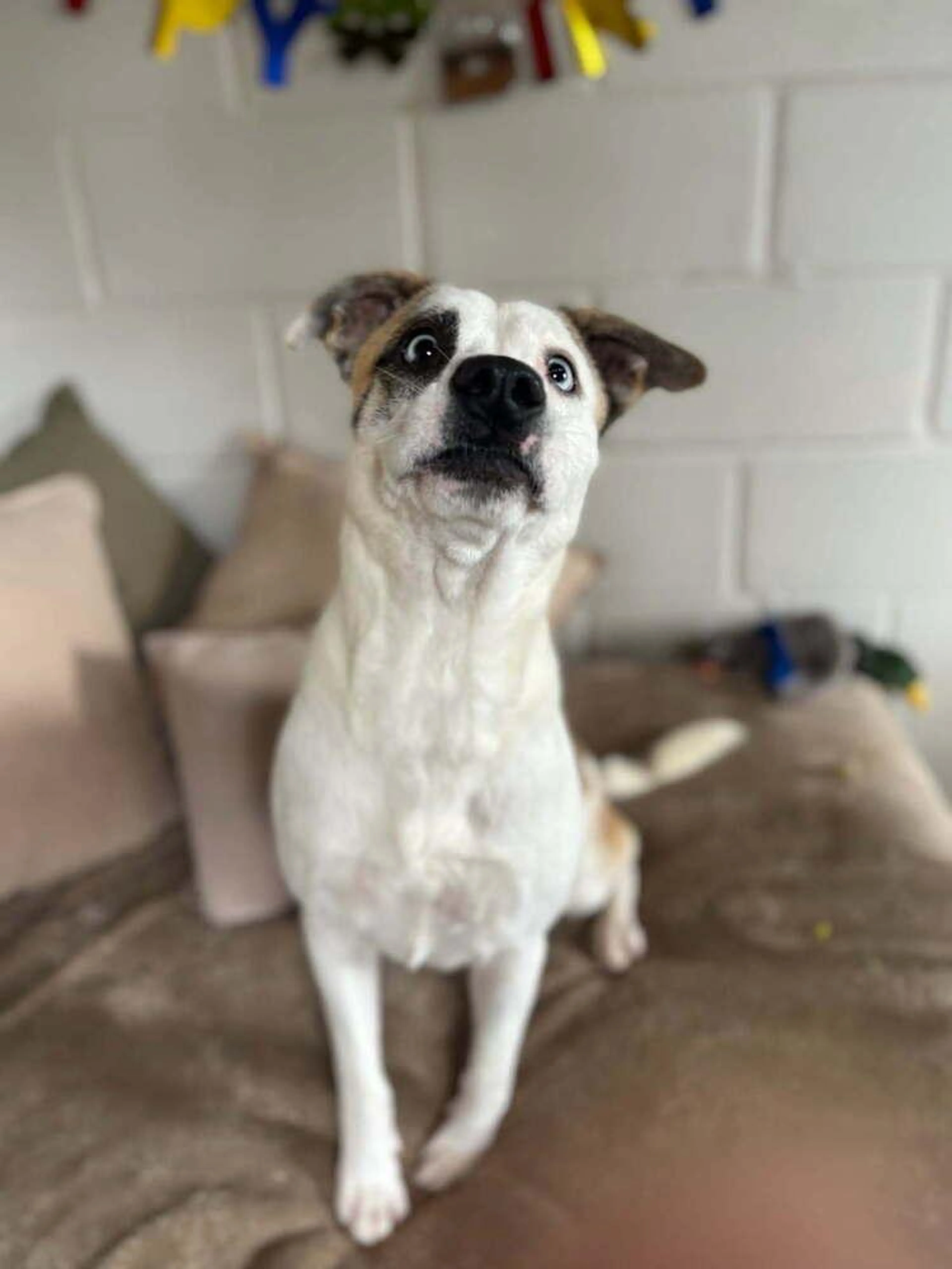 Found pet-3