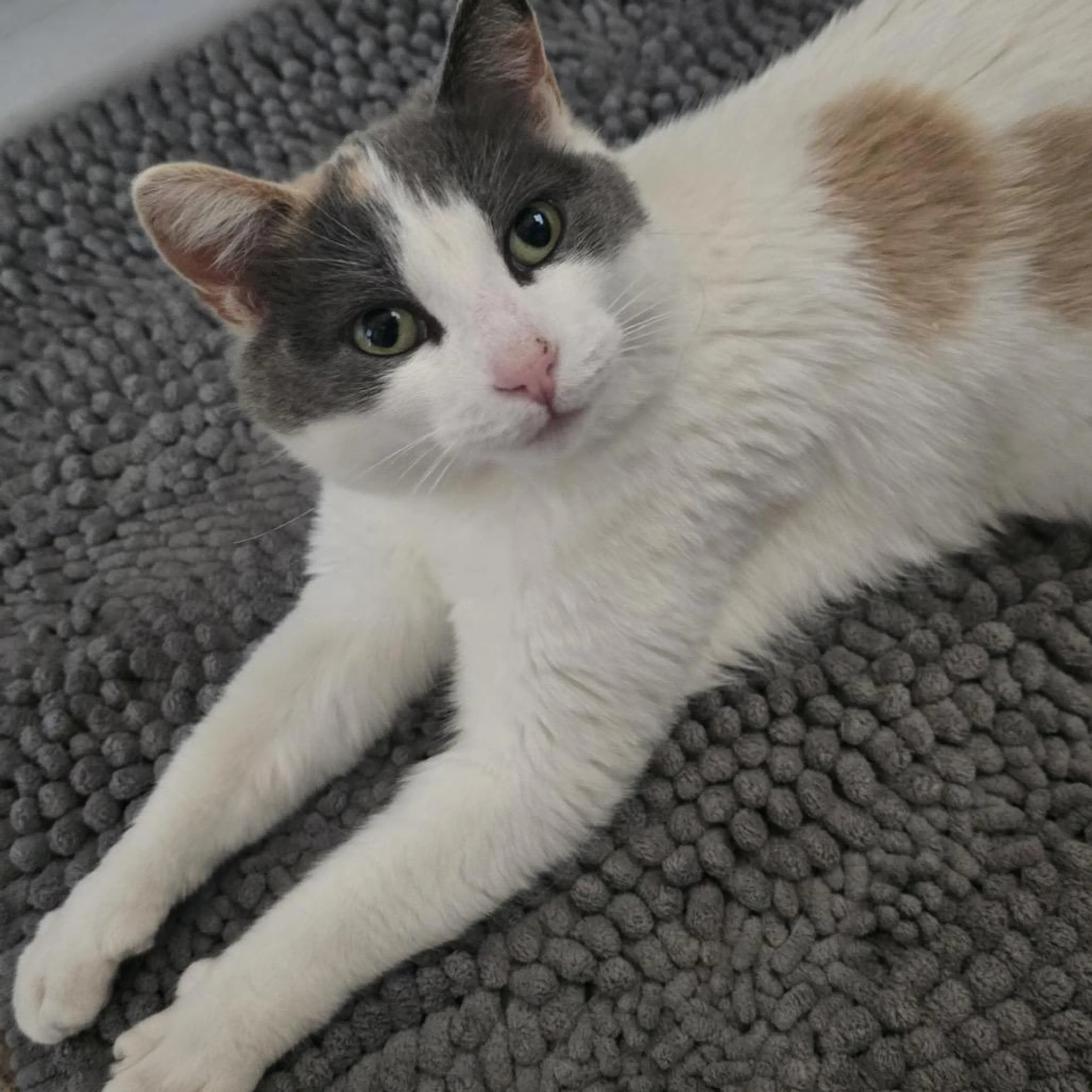 Found pet-3