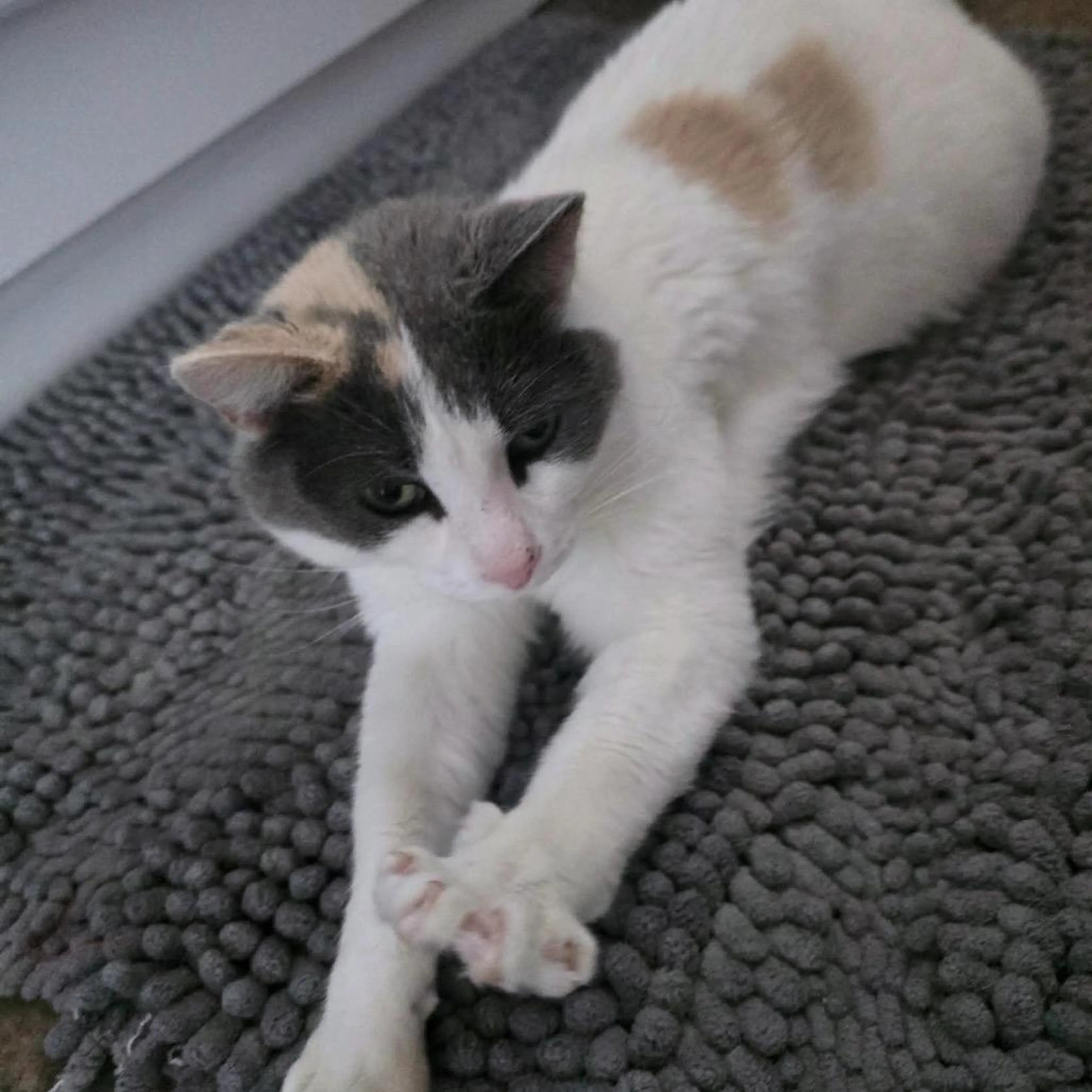 Found pet-4
