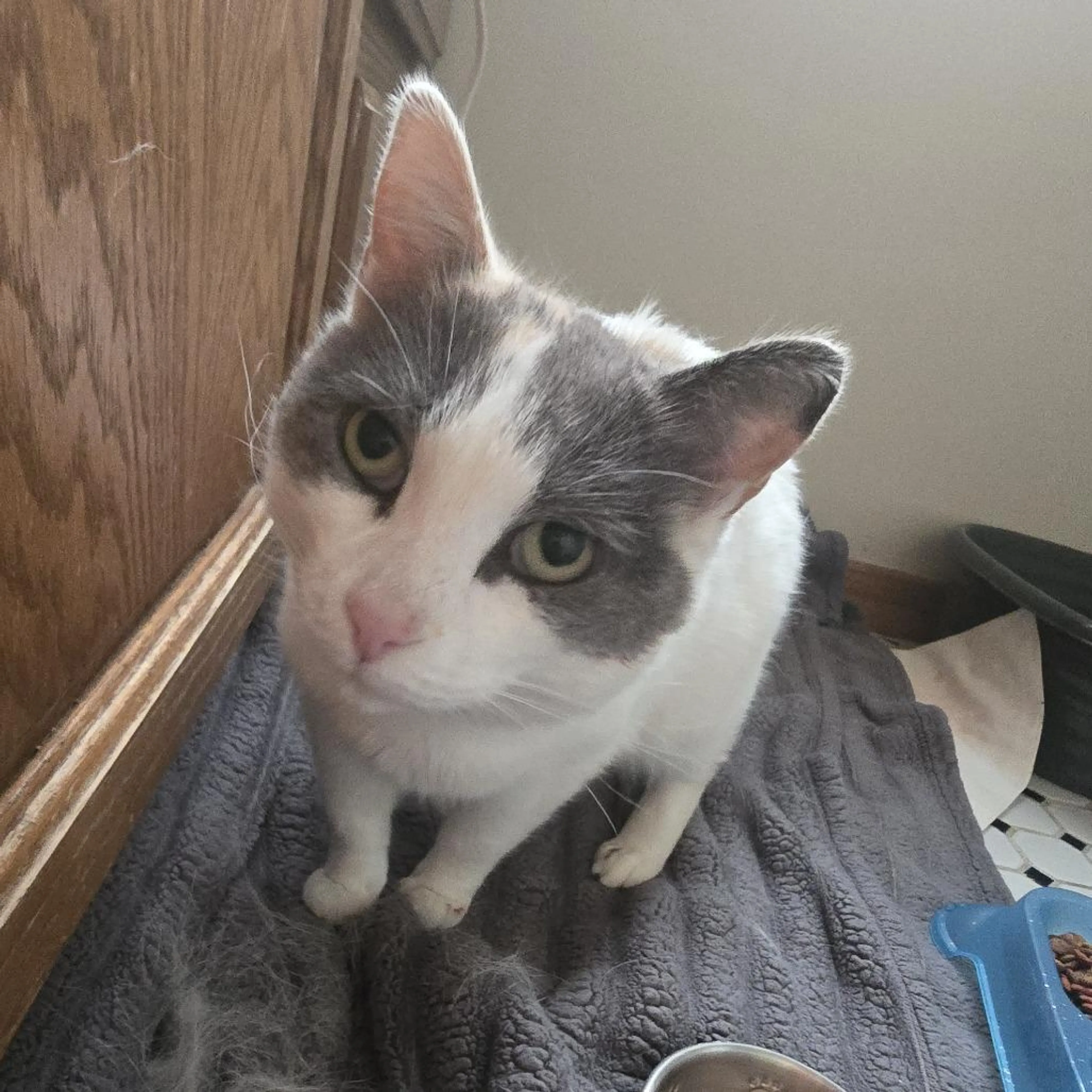 Found pet-2