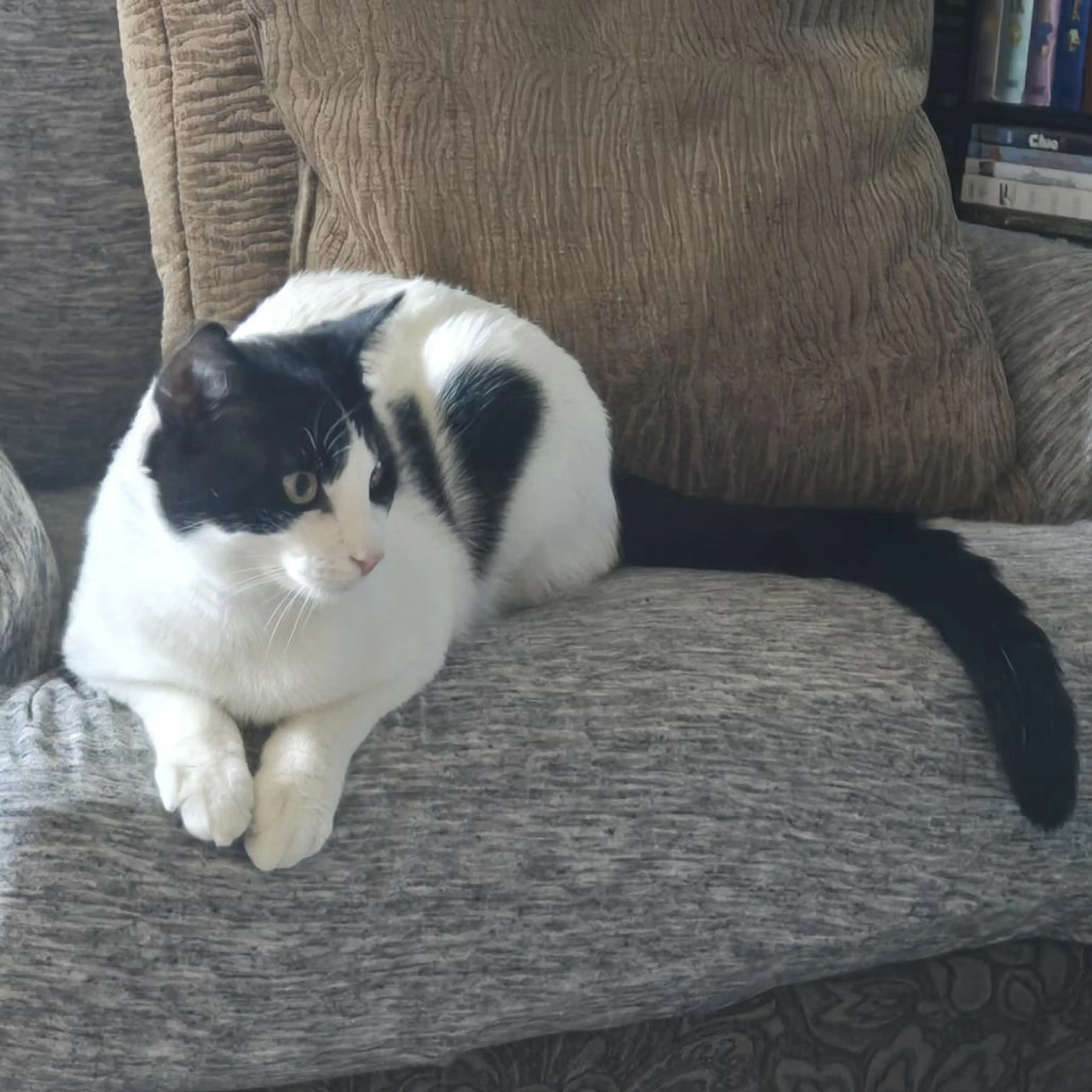 Found pet-0