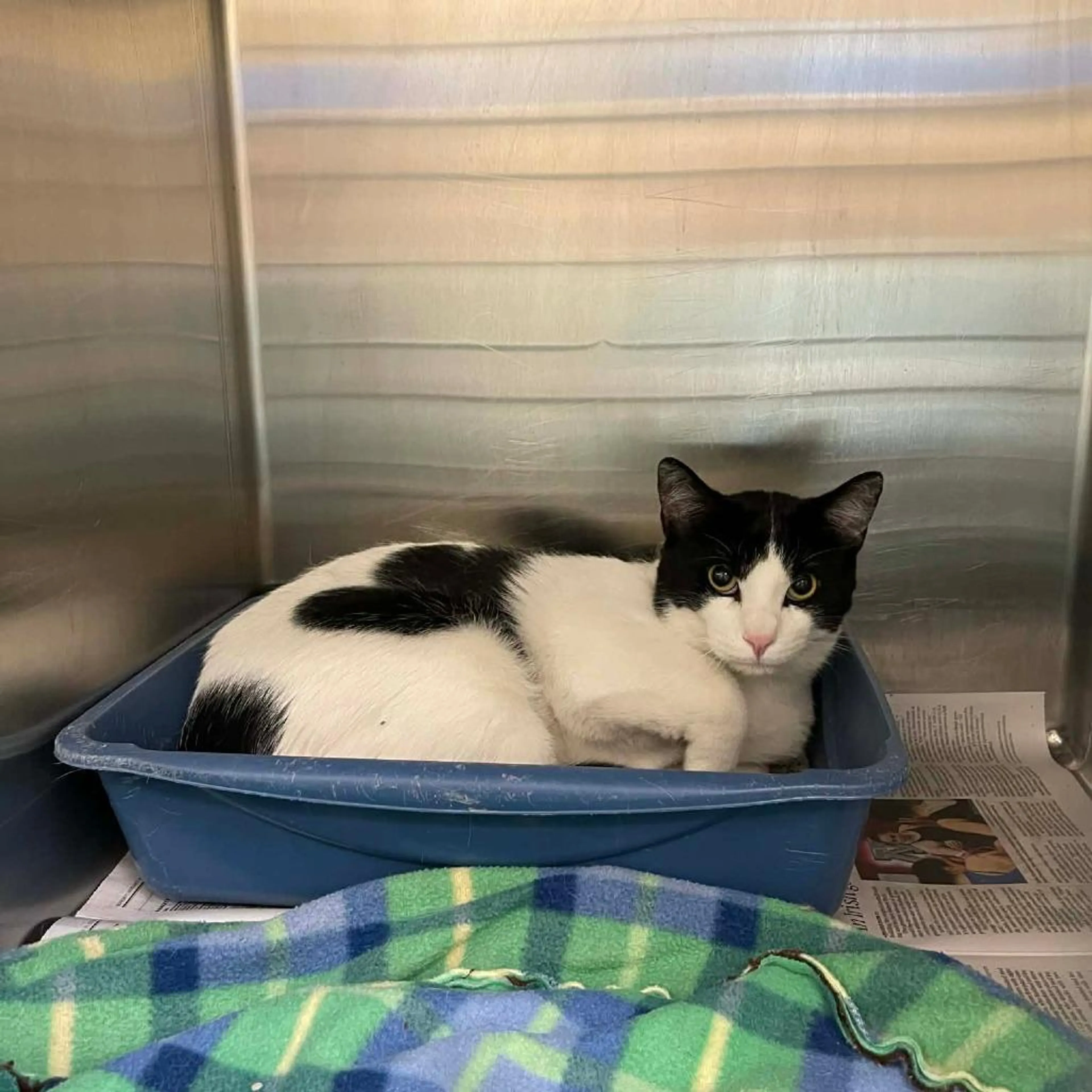 Found pet-4