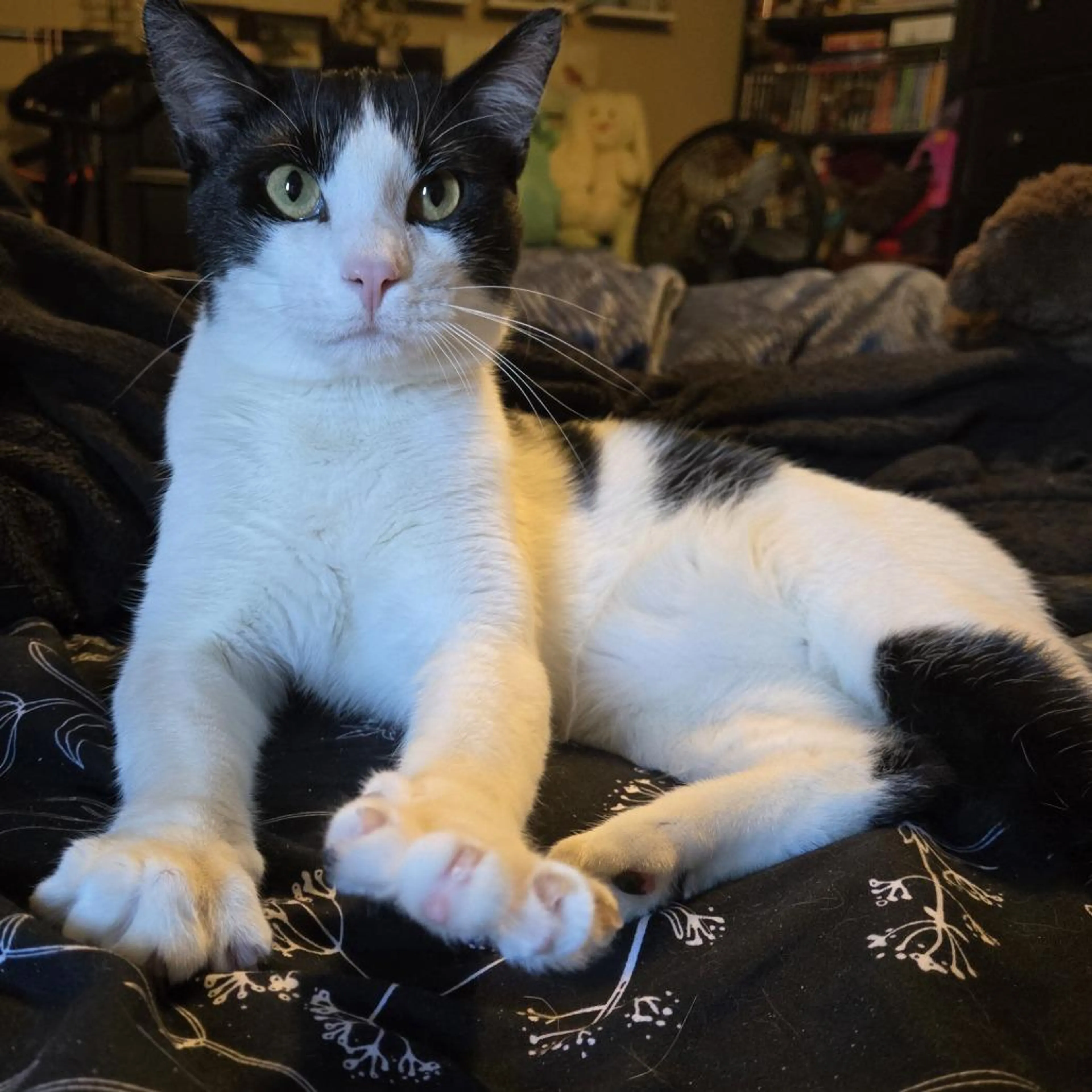 Found pet-2