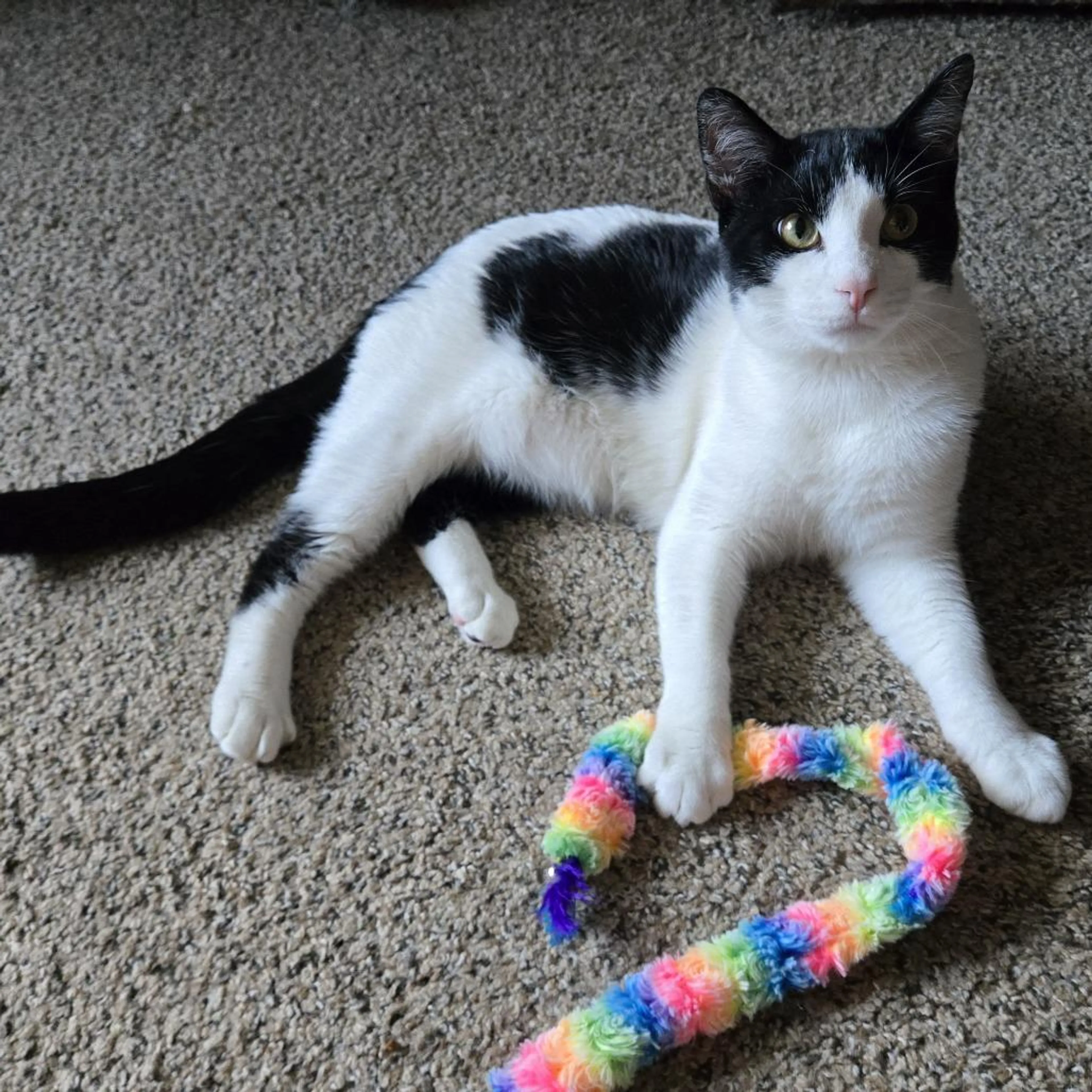 Found pet-3