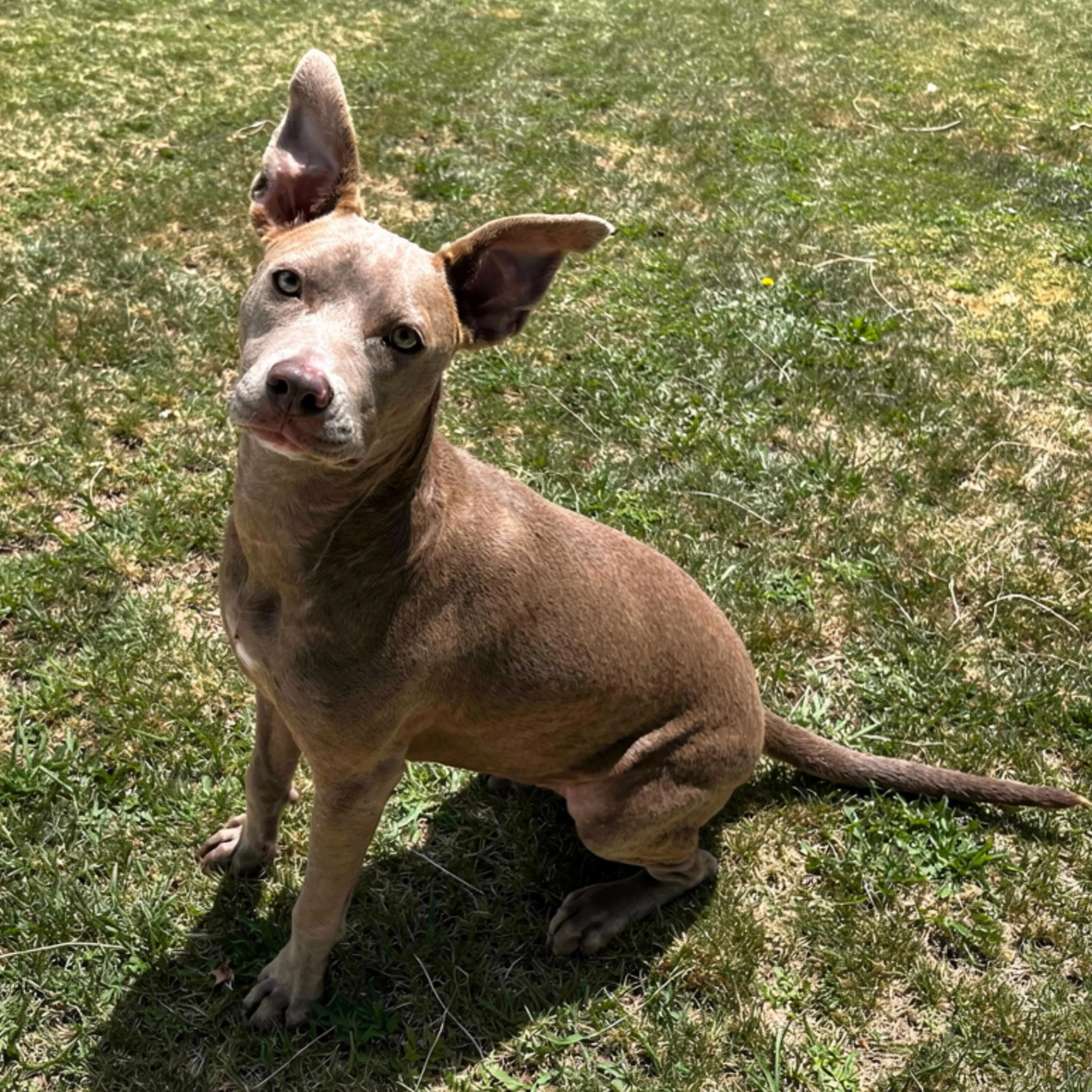 Found pet