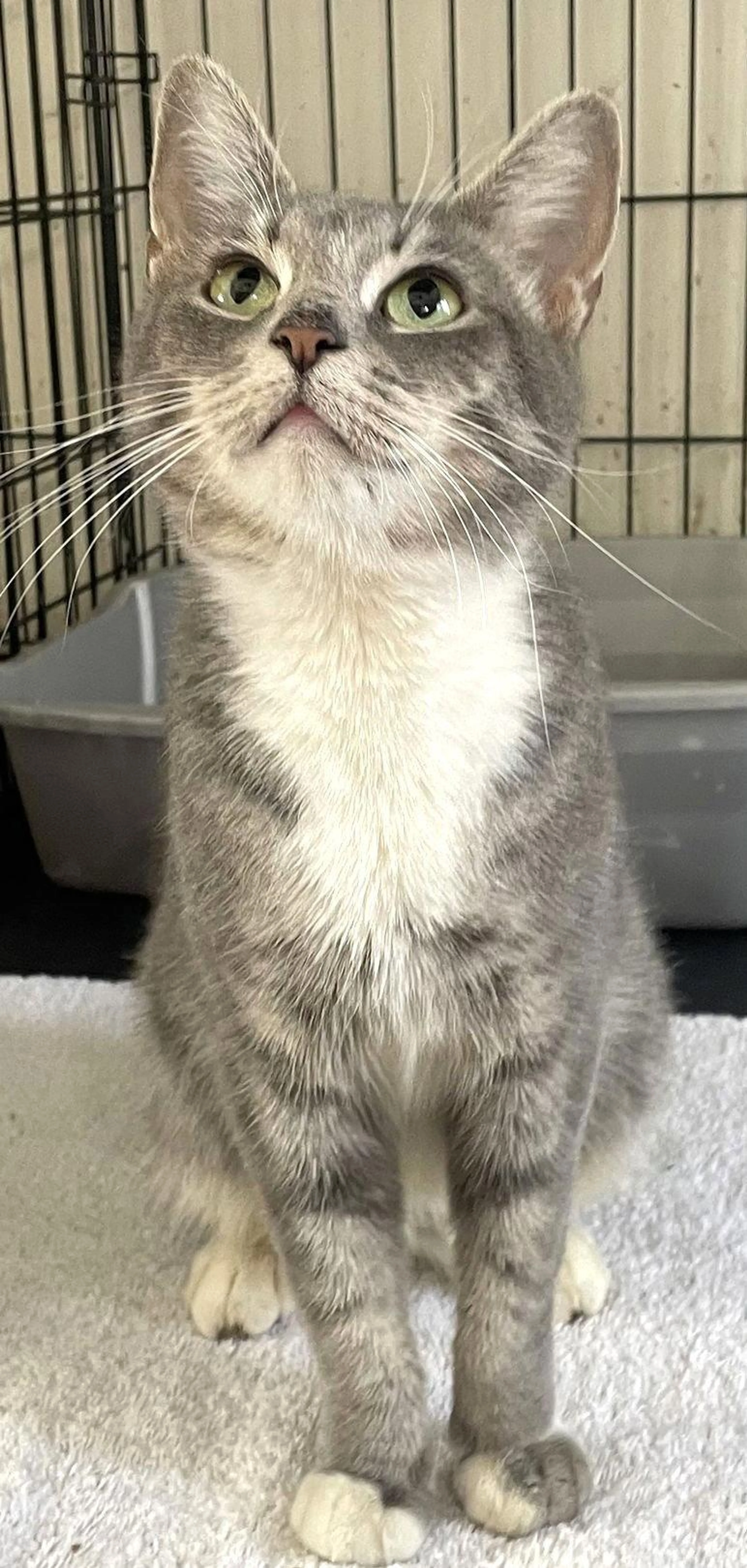 Found pet-1