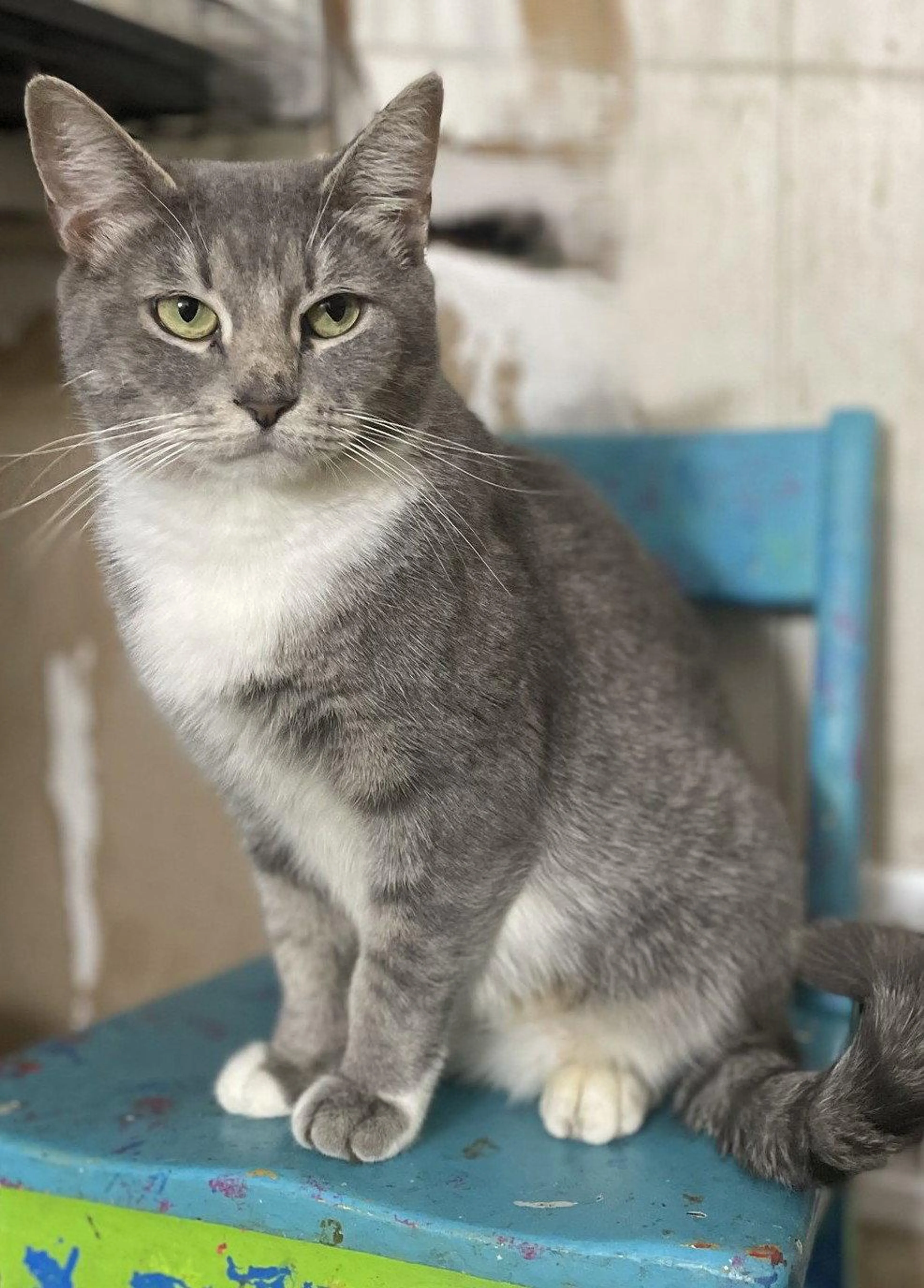 Found pet-2