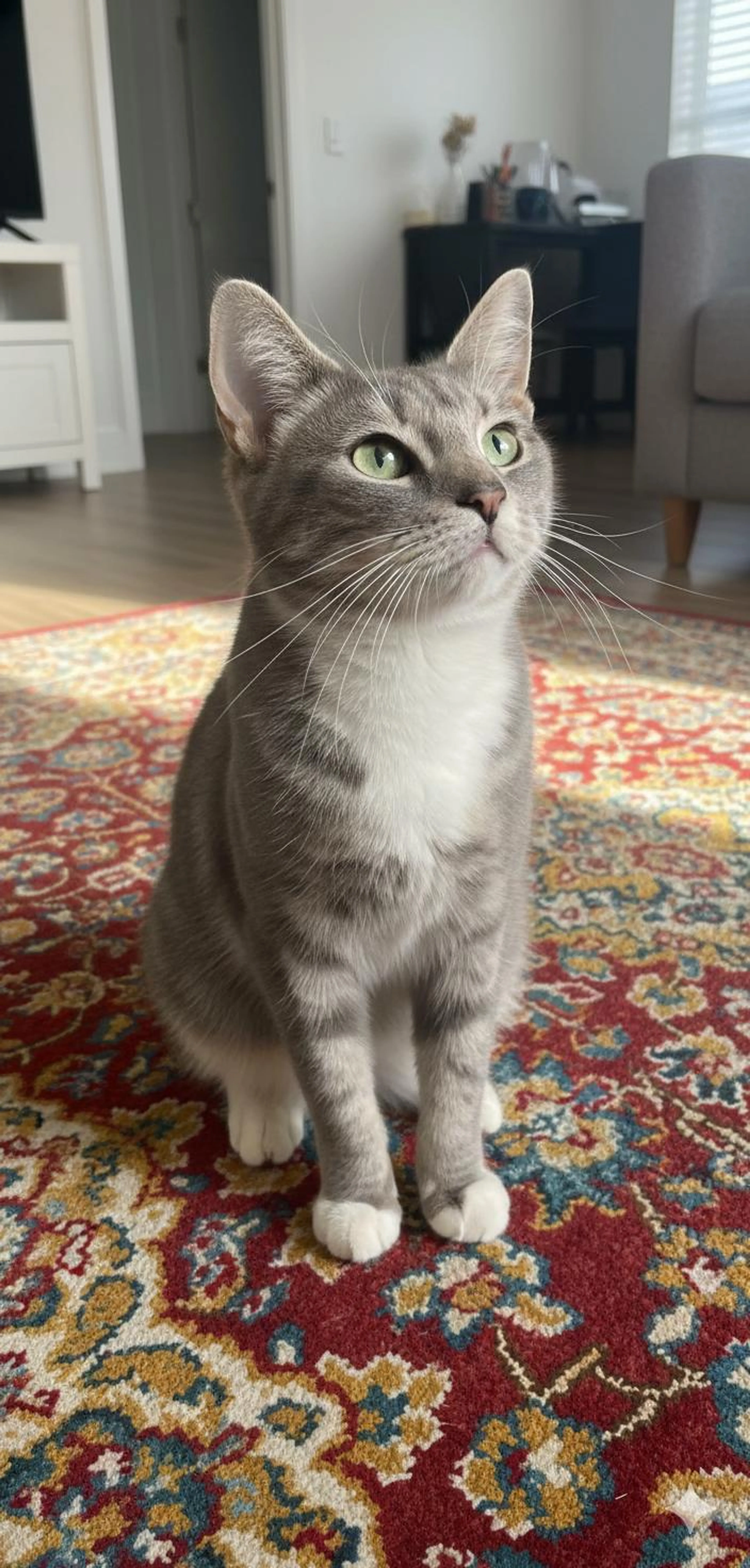Found pet-0