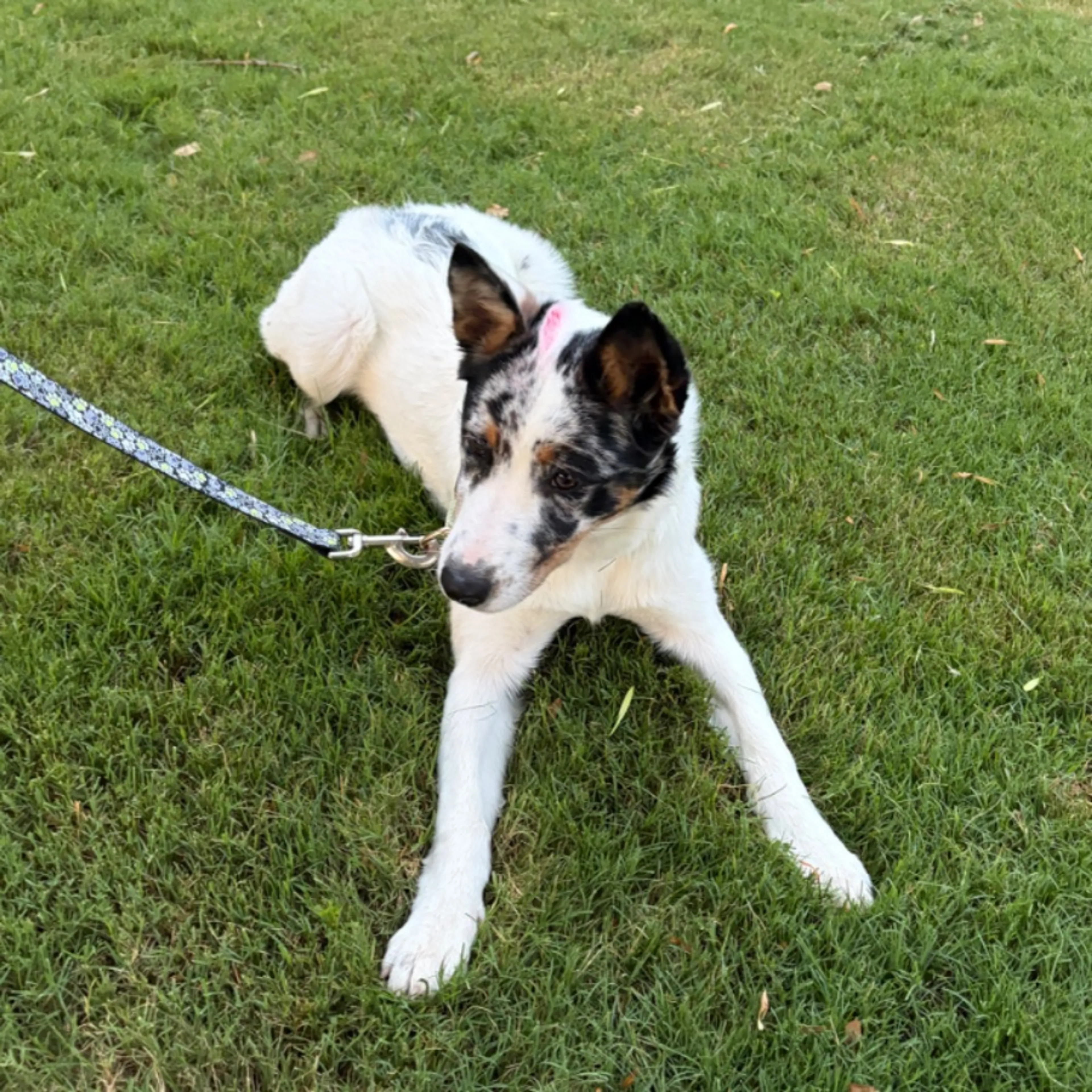 Found pet