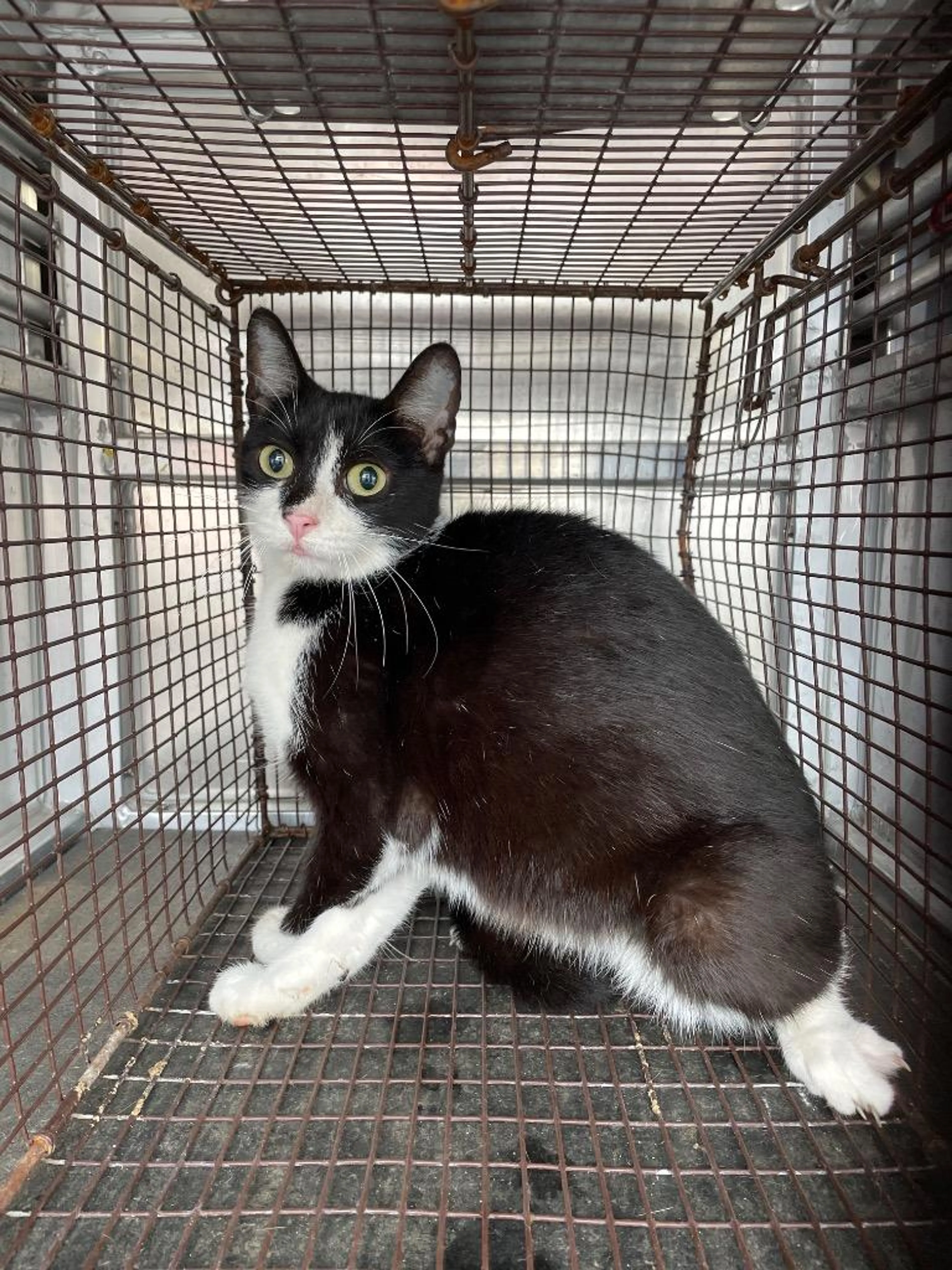 Found pet