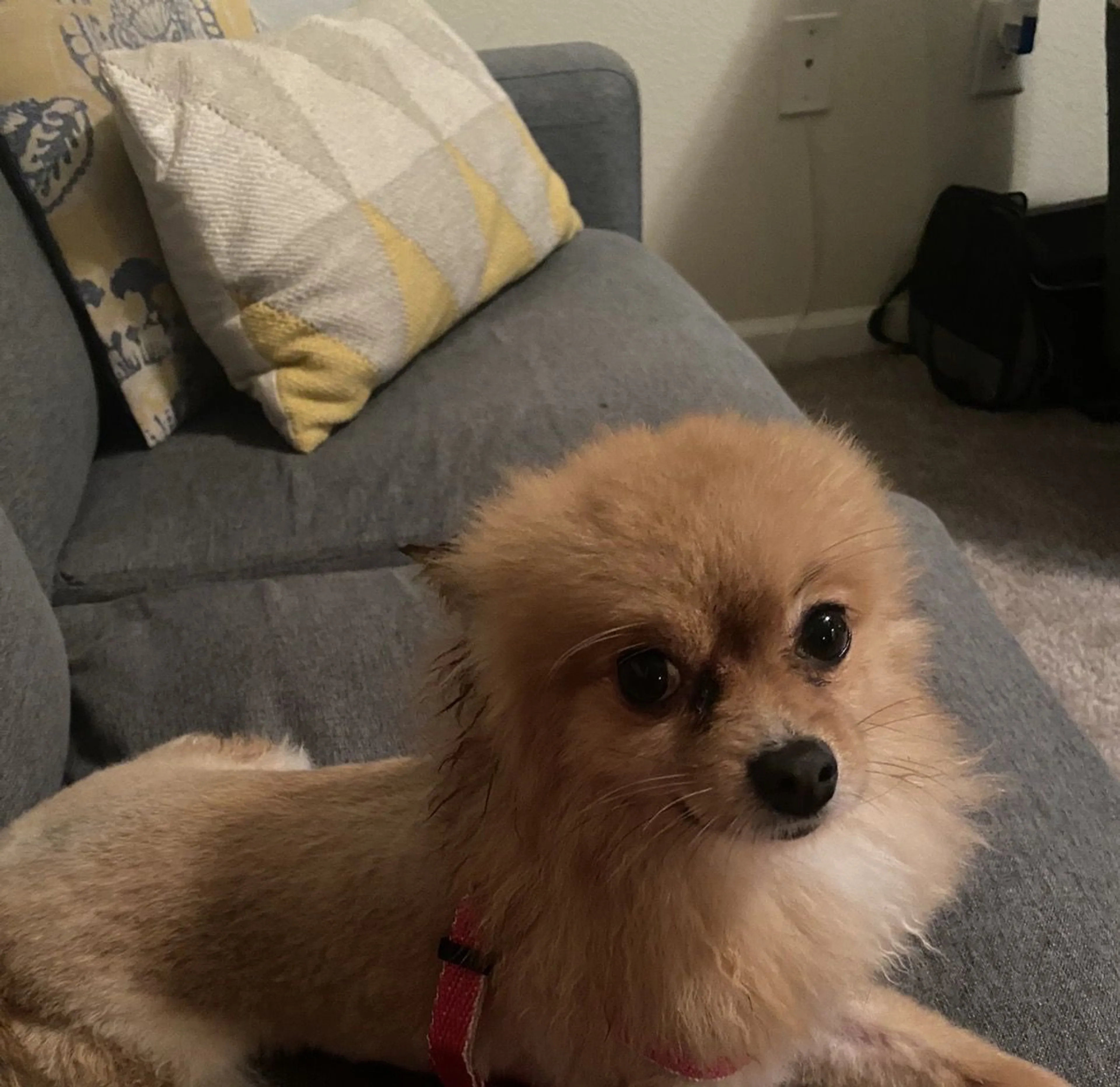Lost pet