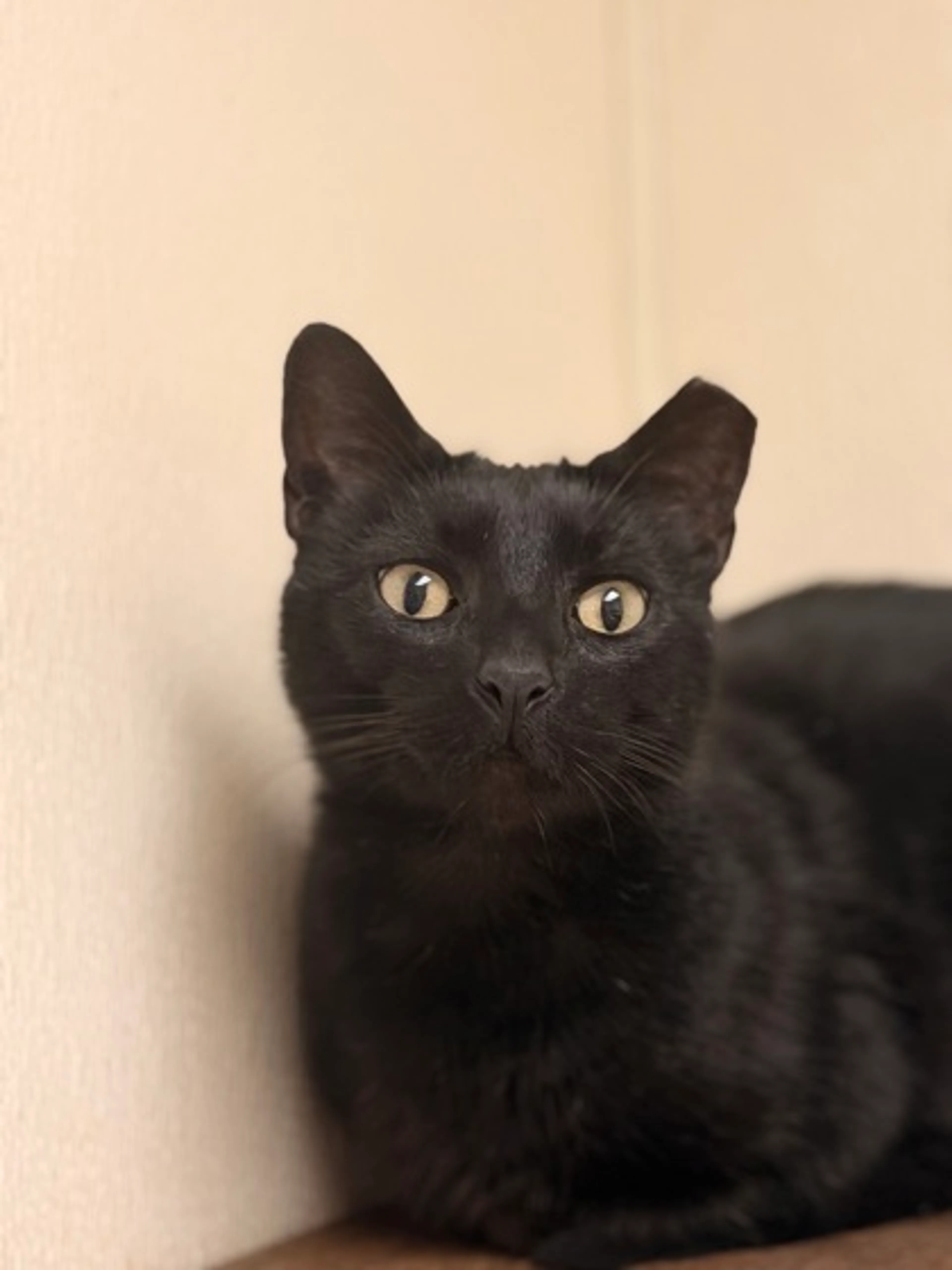 Found pet-1
