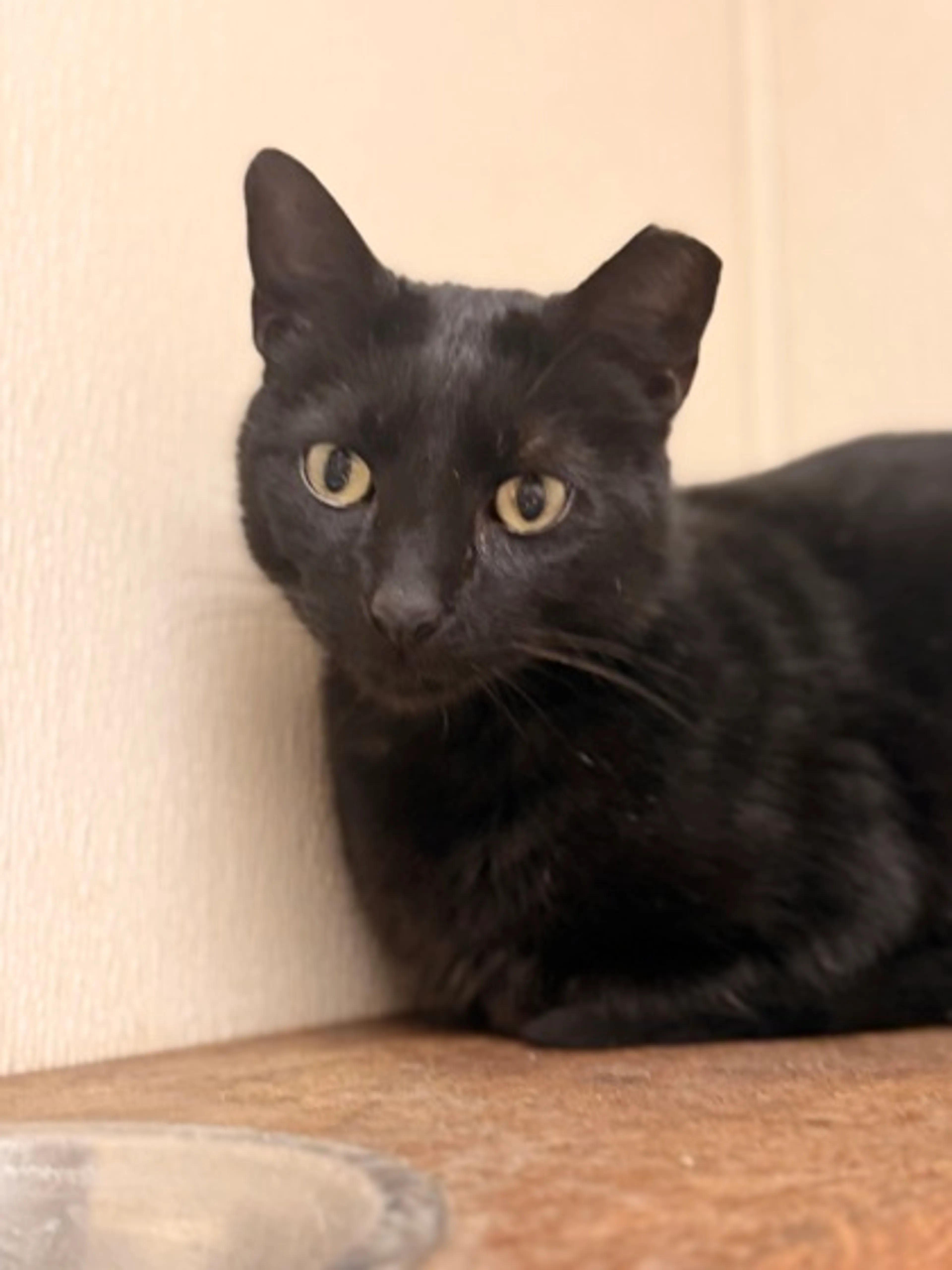 Found pet-2