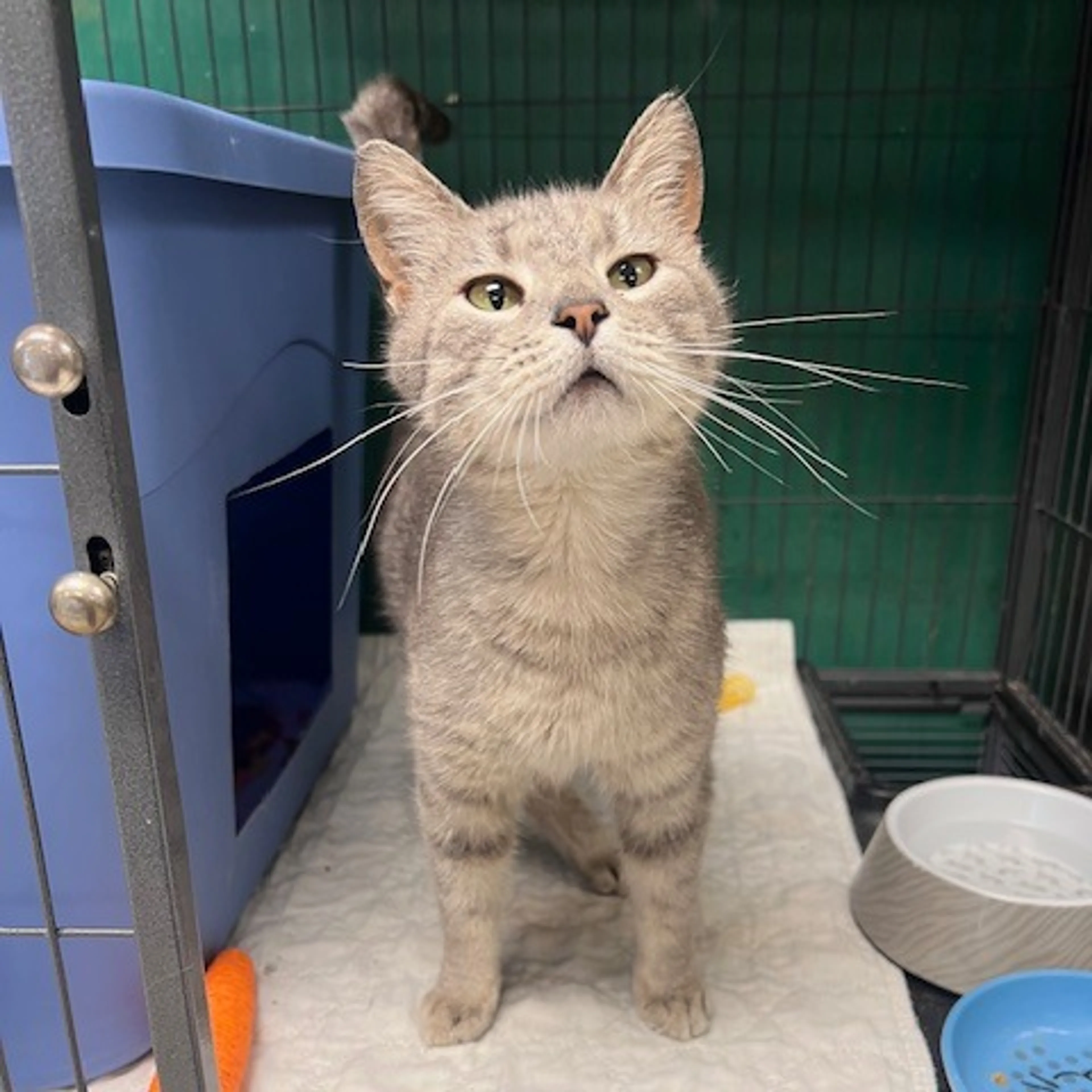 Found pet-1
