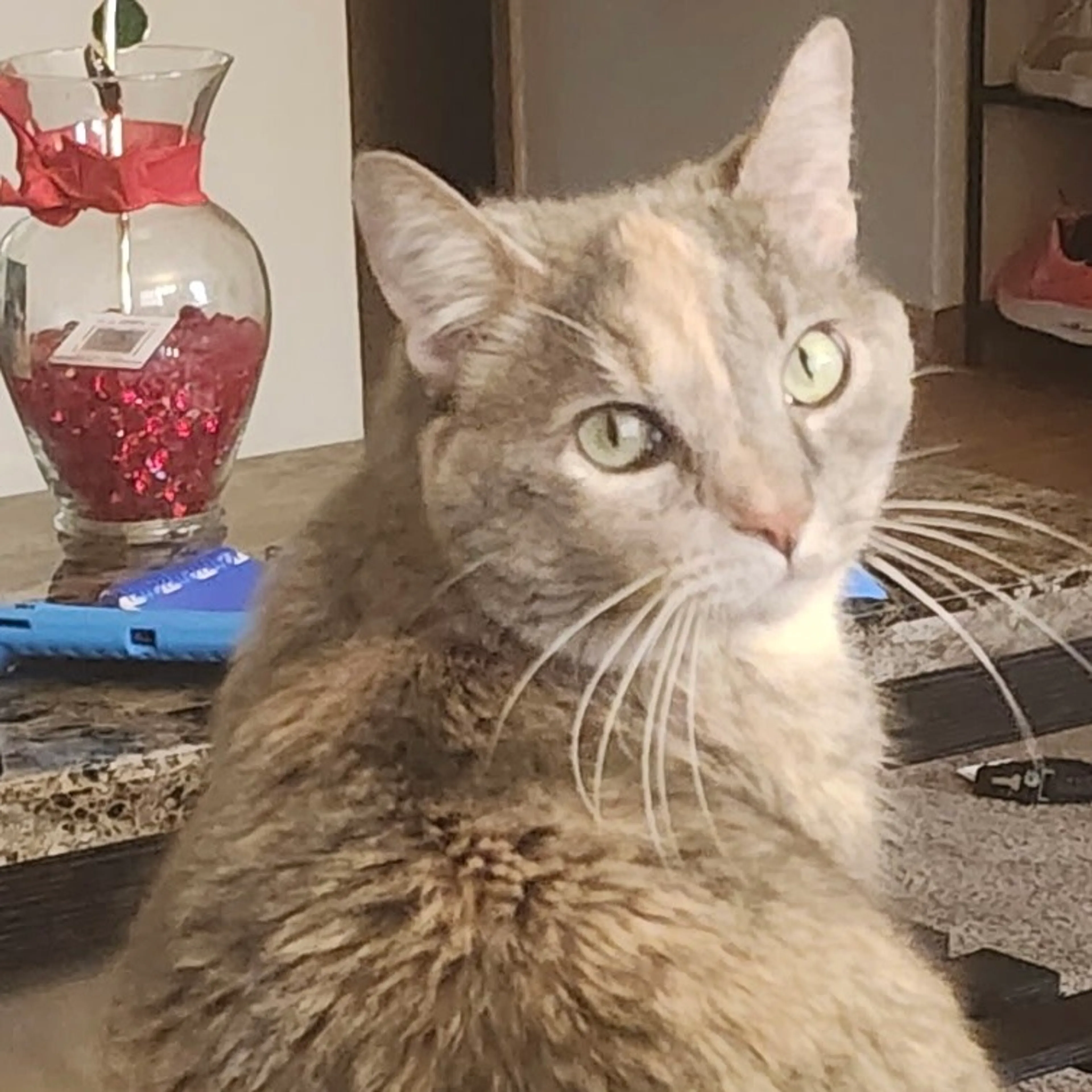 Found pet-16