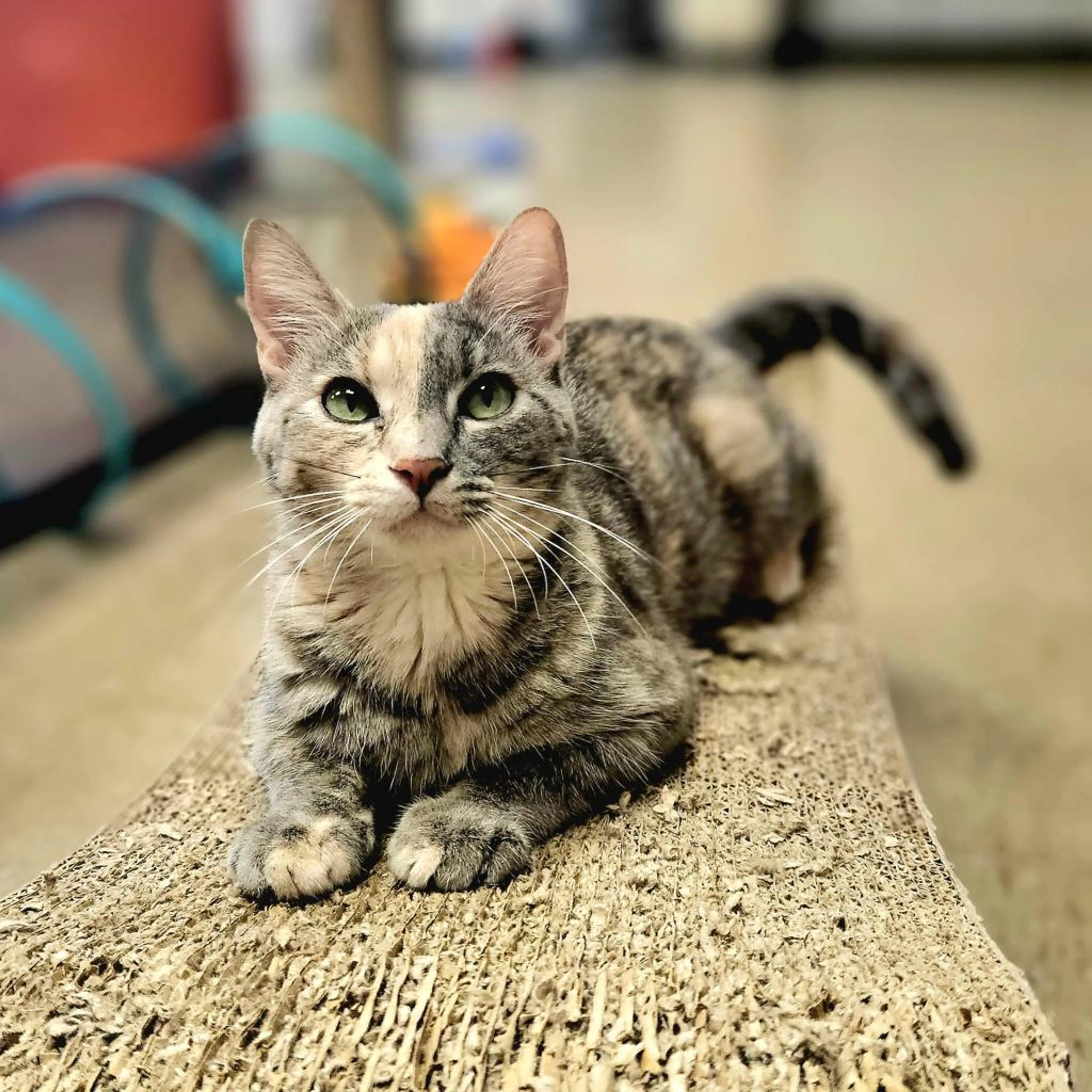 Found pet-2