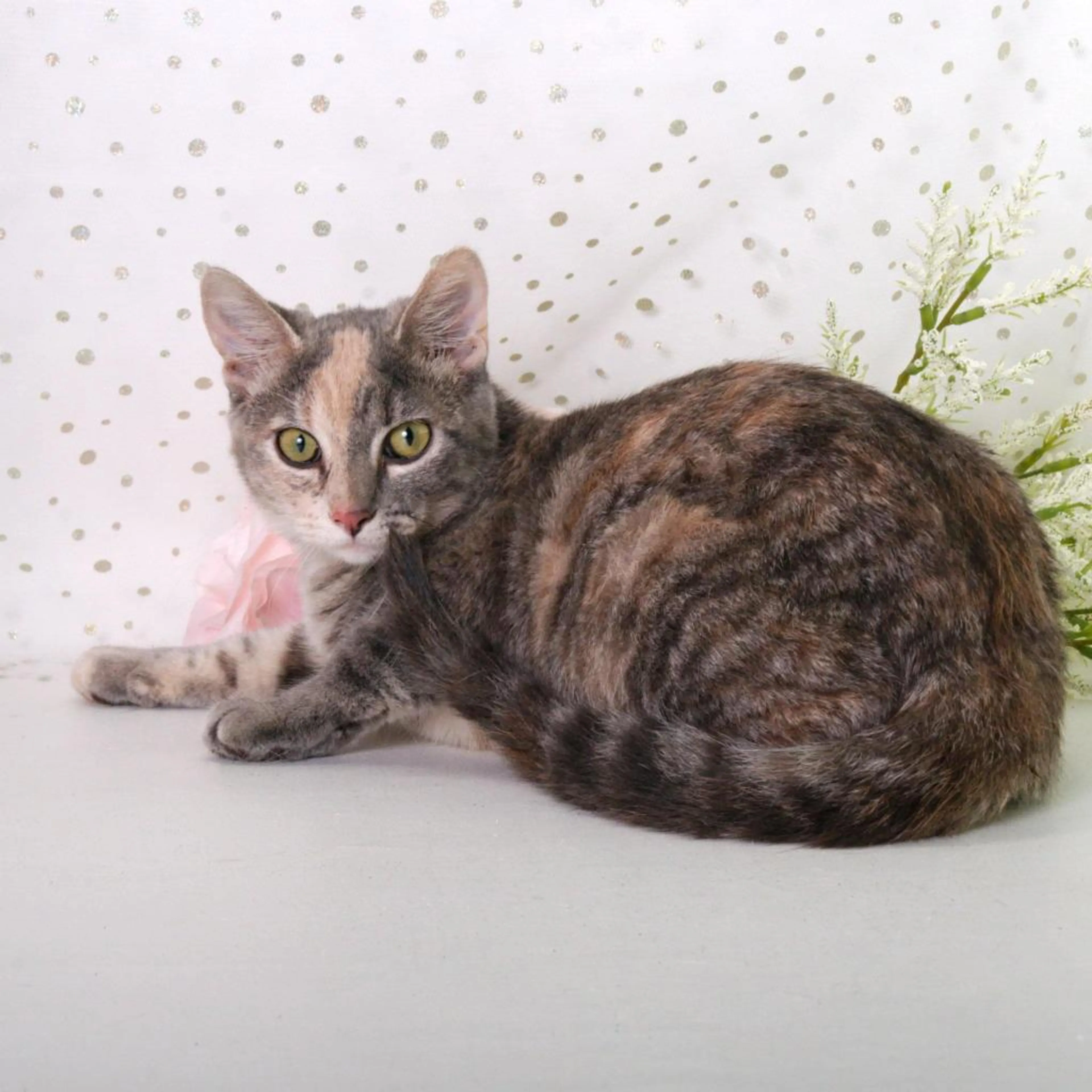 Found pet-14