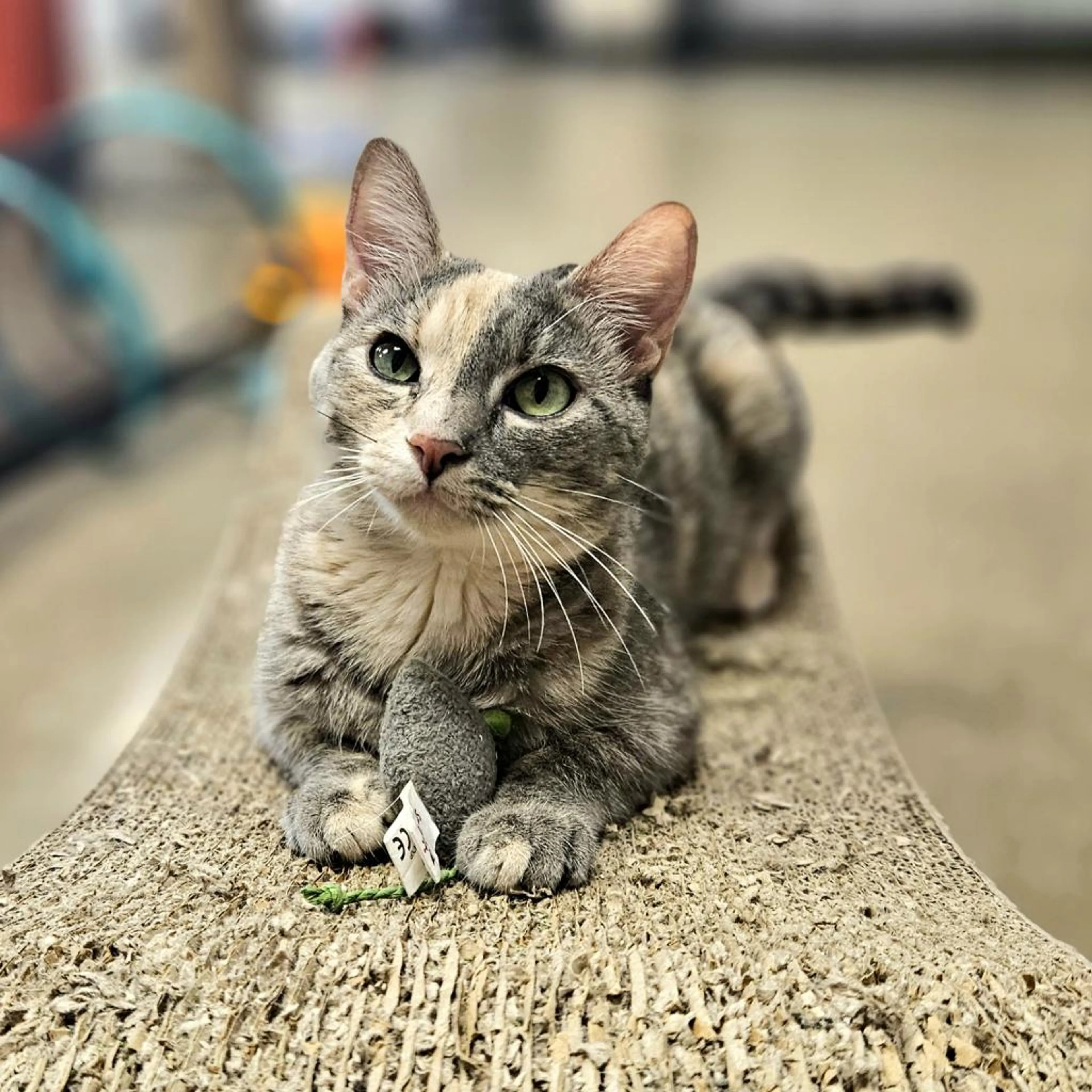 Found pet-1